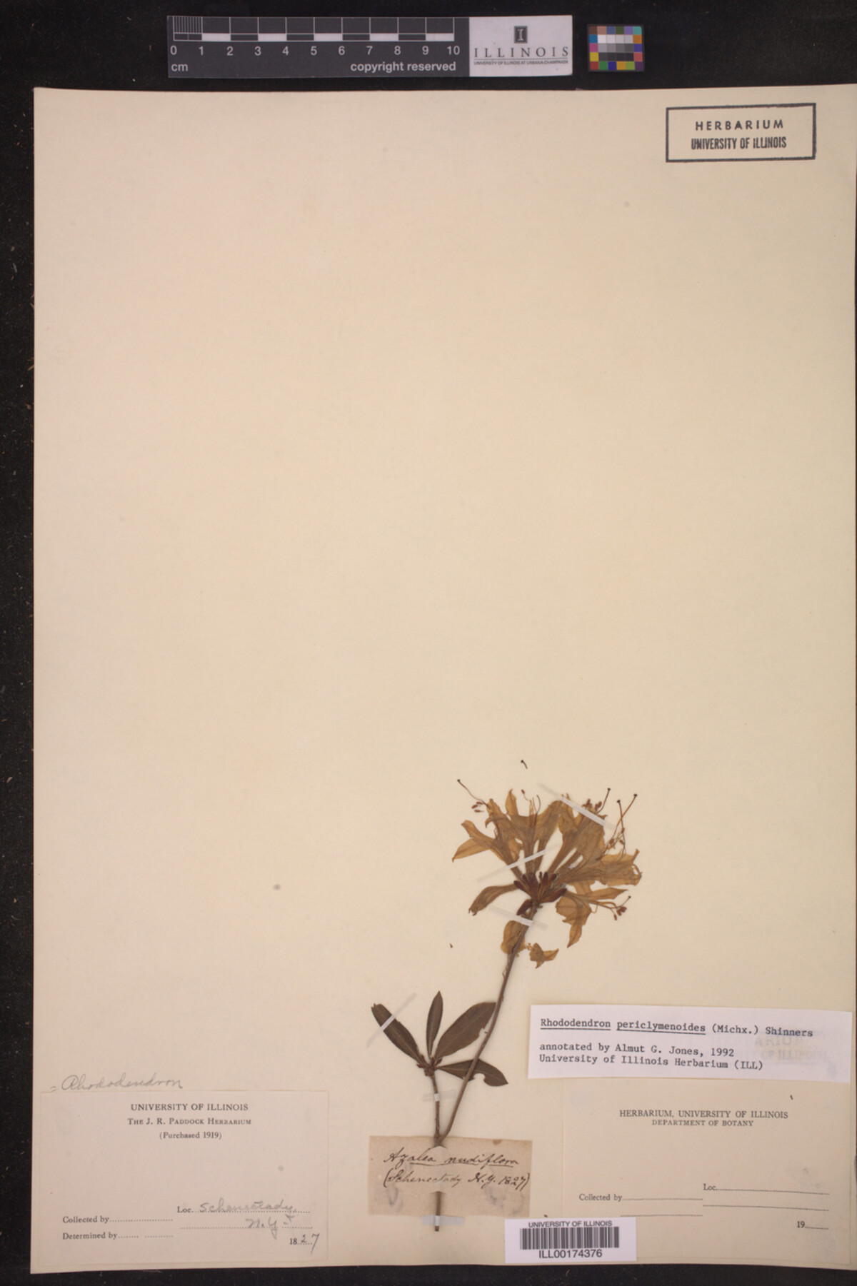 Rhododendron pericylmenoides image