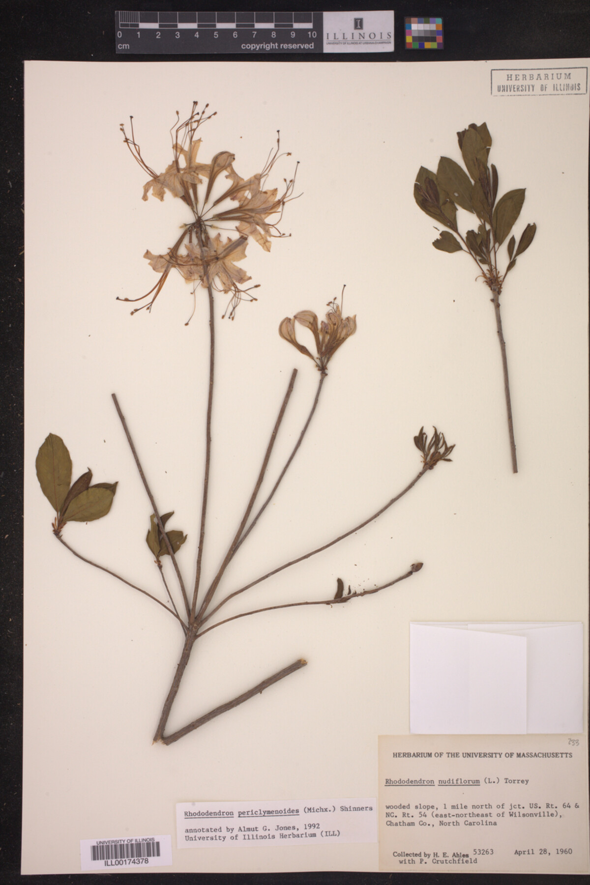 Rhododendron pericylmenoides image