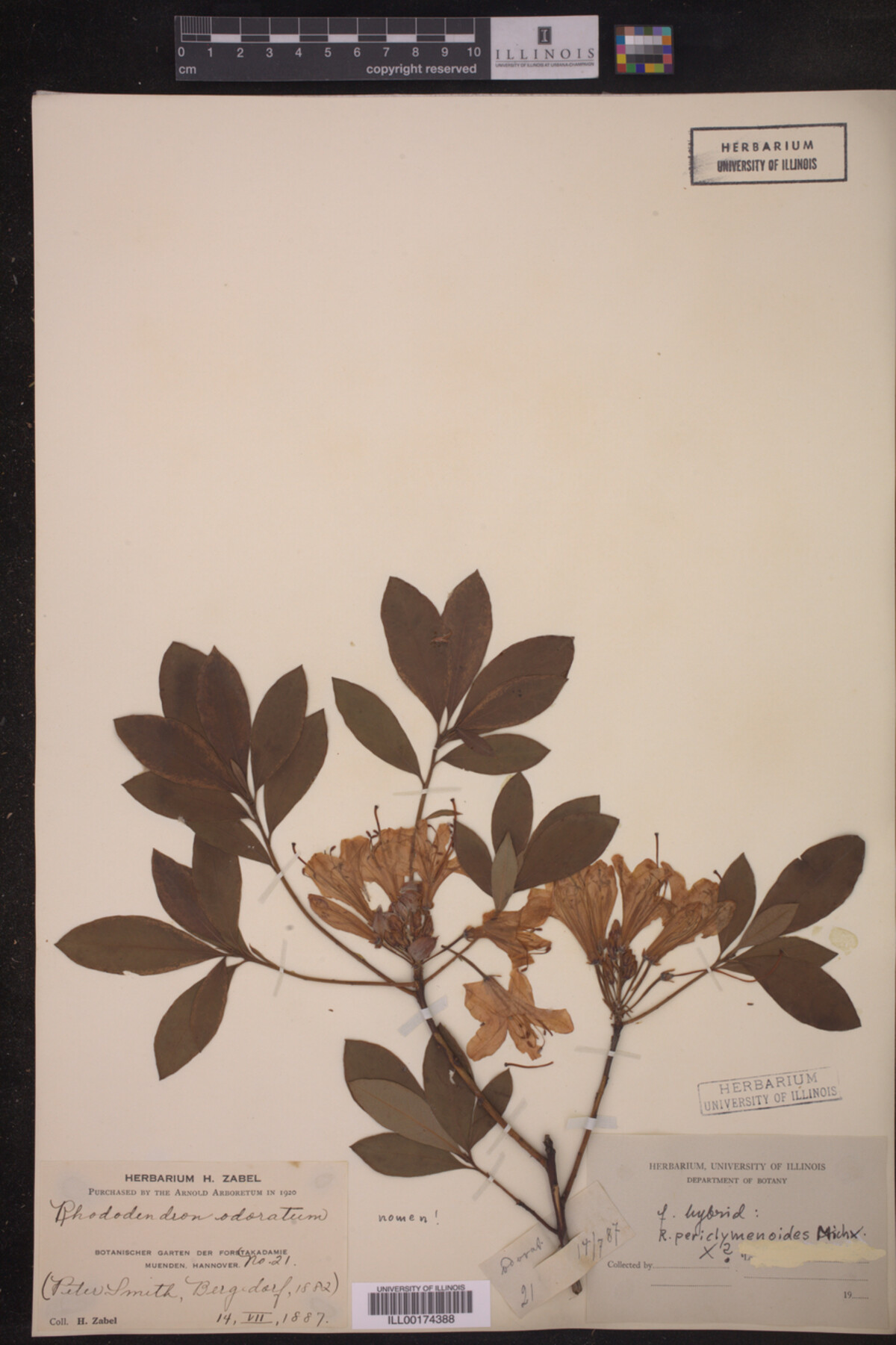 Rhododendron odoratum image