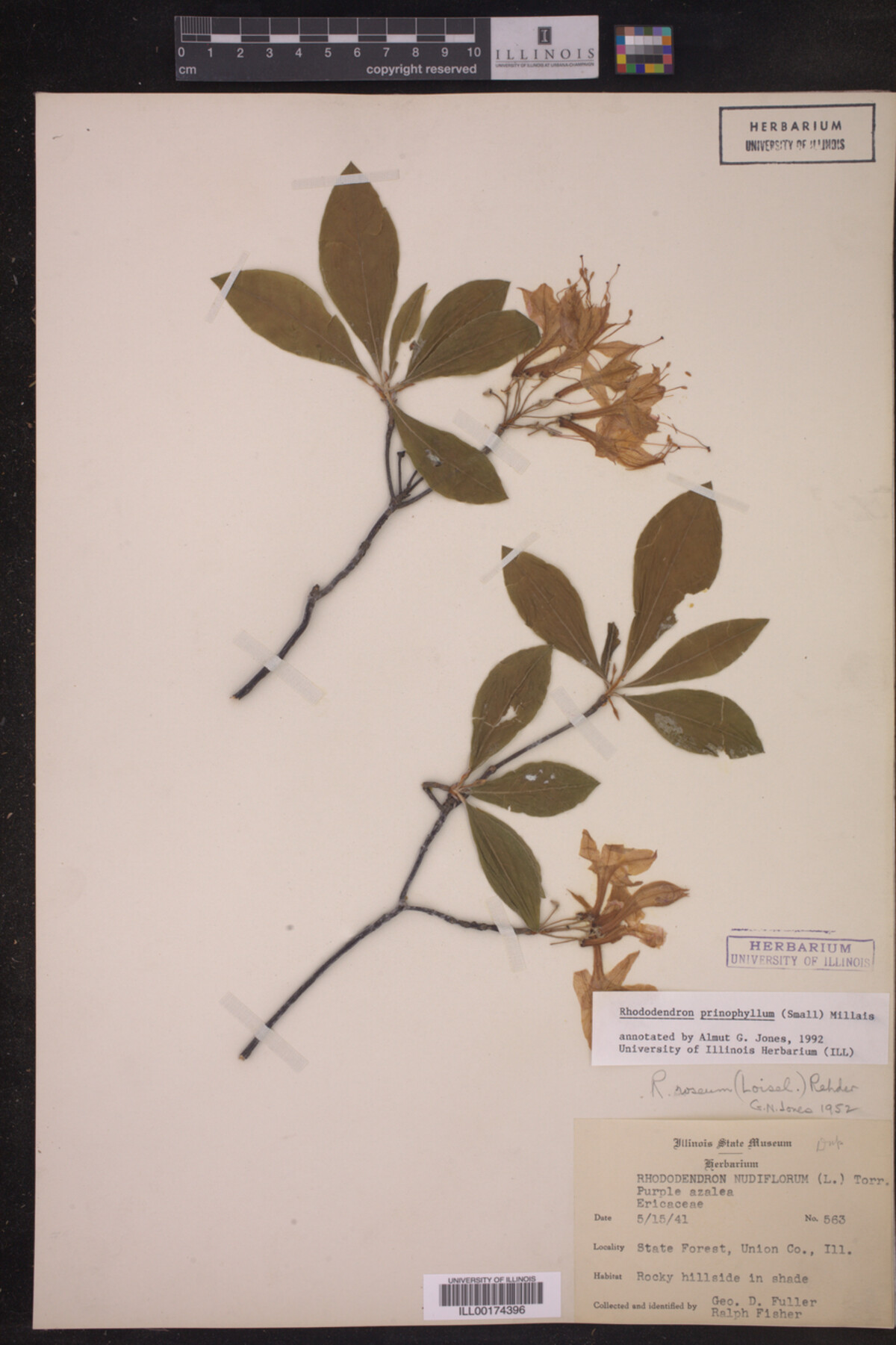 Rhododendron prinophyllum image