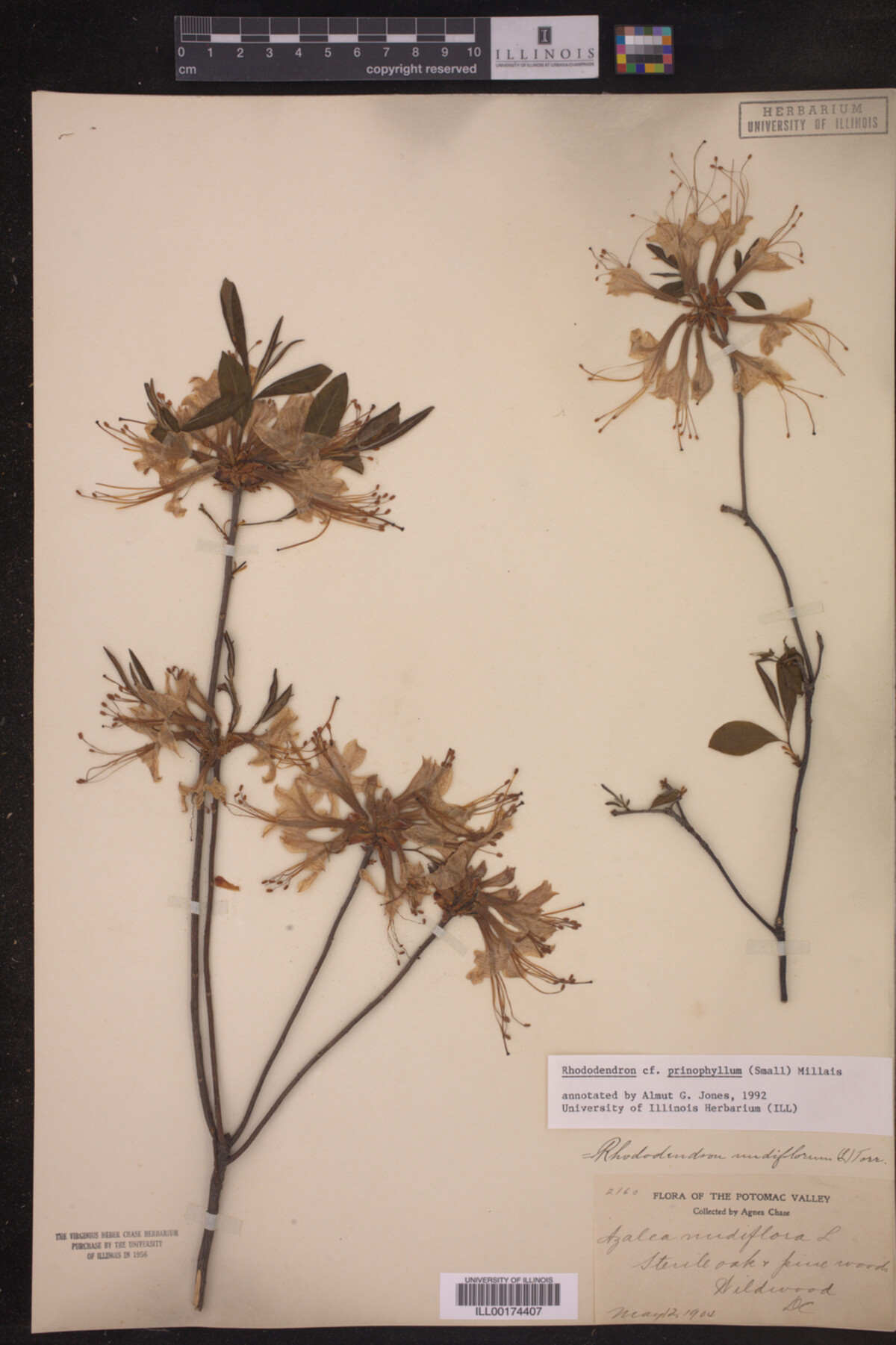 Rhododendron prinophyllum image