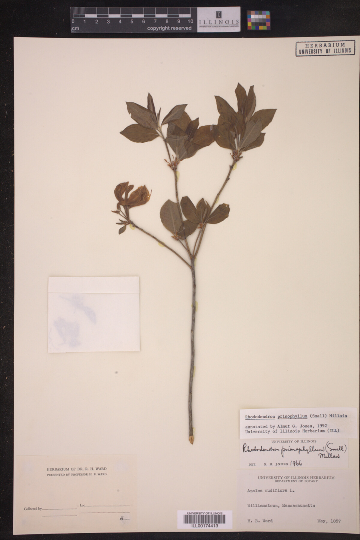 Rhododendron prinophyllum image