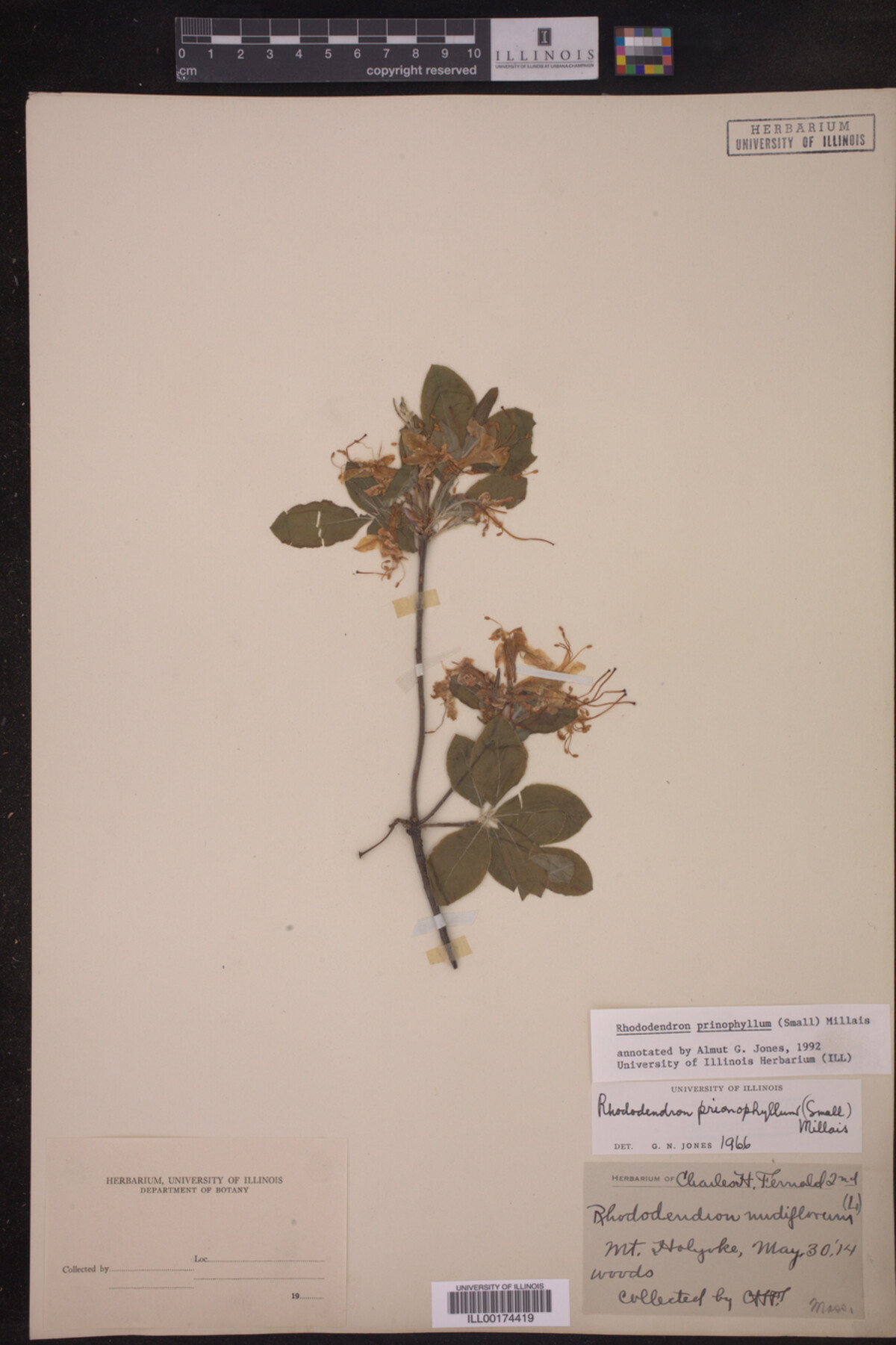 Rhododendron prinophyllum image