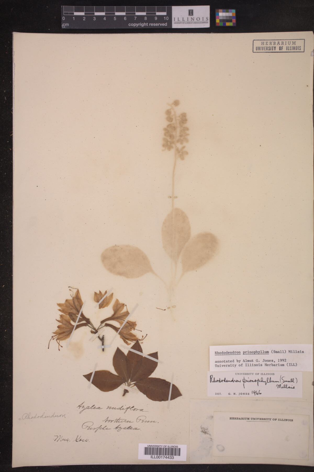 Rhododendron prinophyllum image