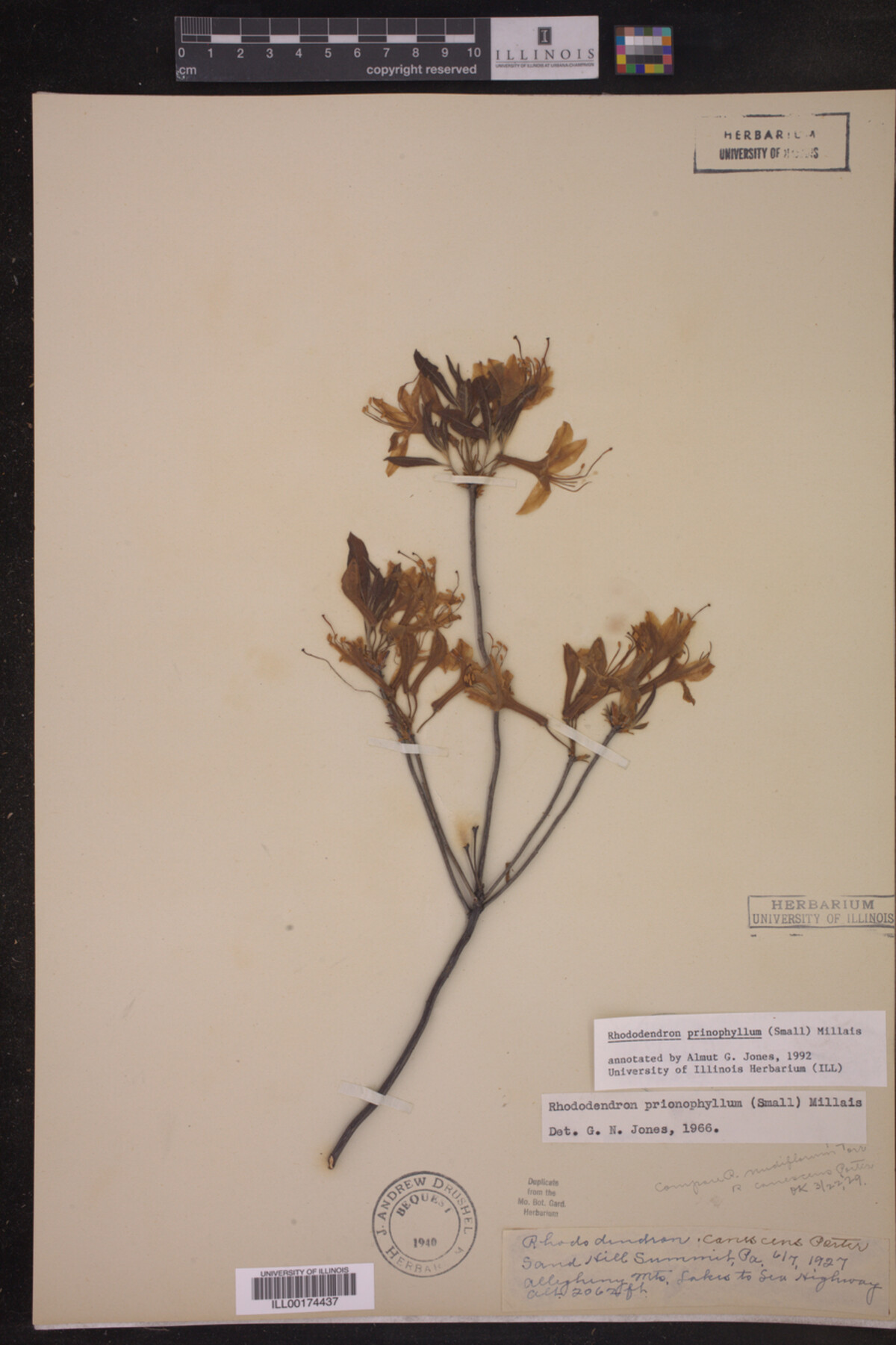 Rhododendron prinophyllum image
