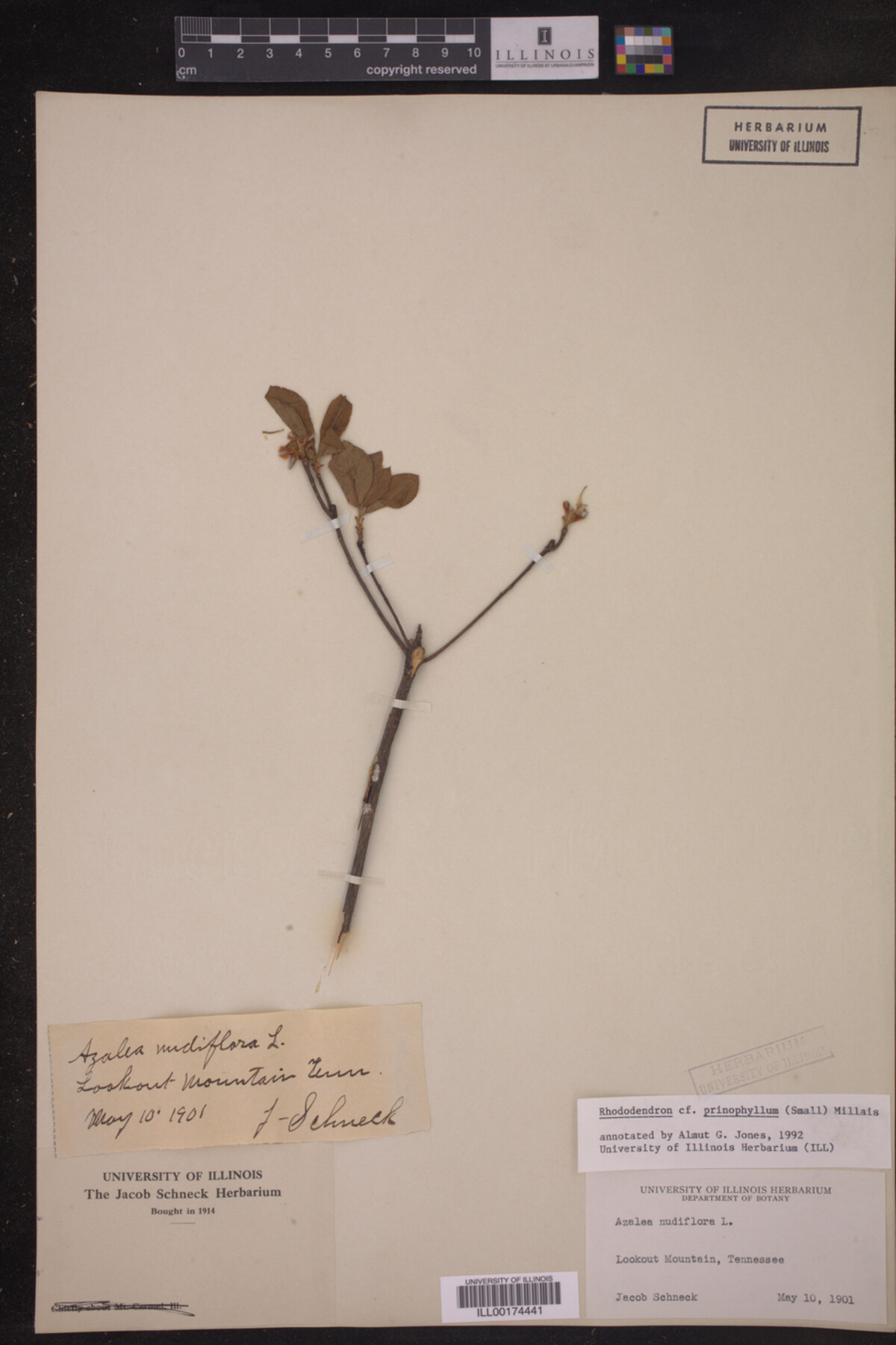 Rhododendron prinophyllum image