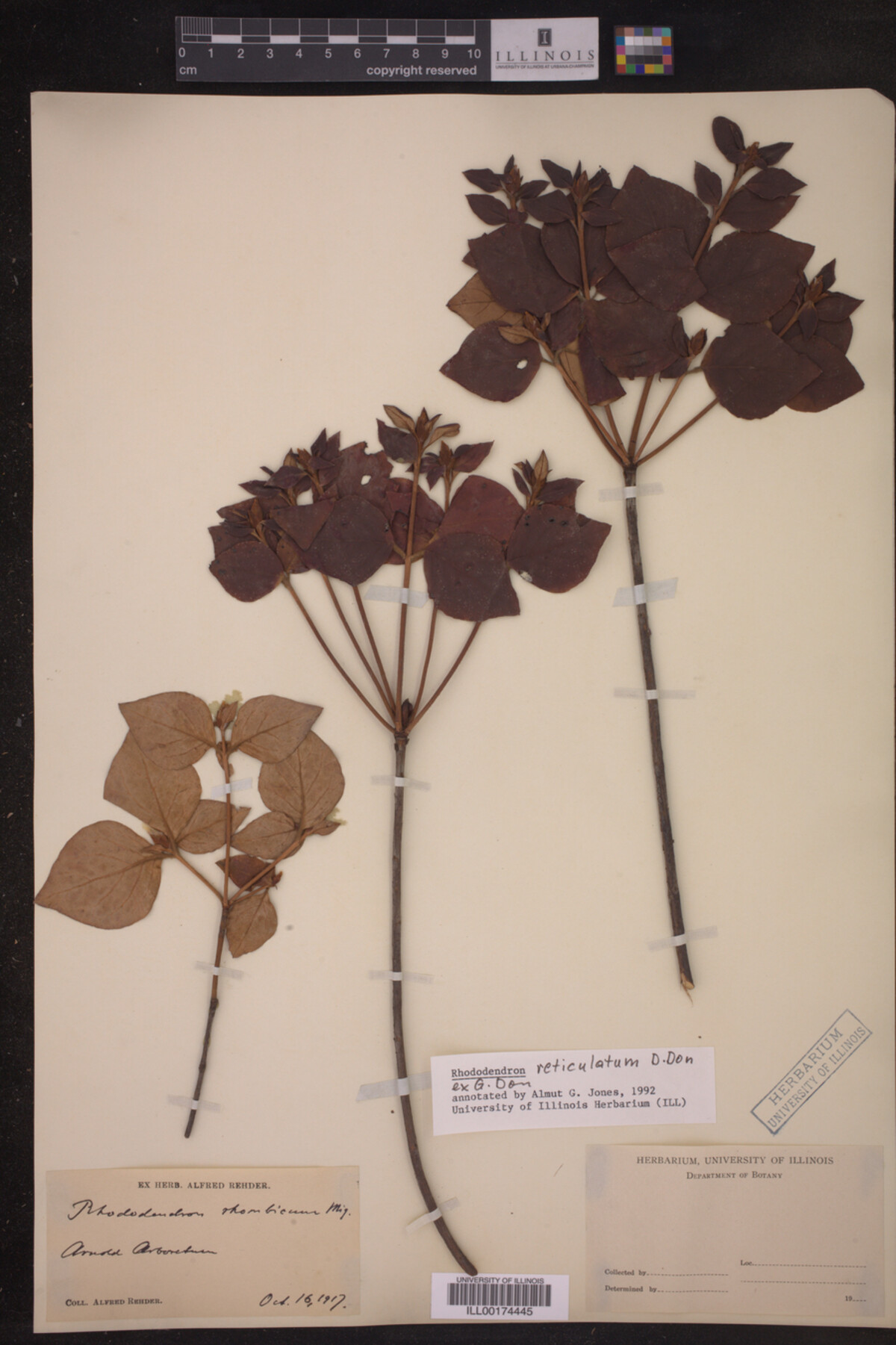 Rhododendron reticulatum image
