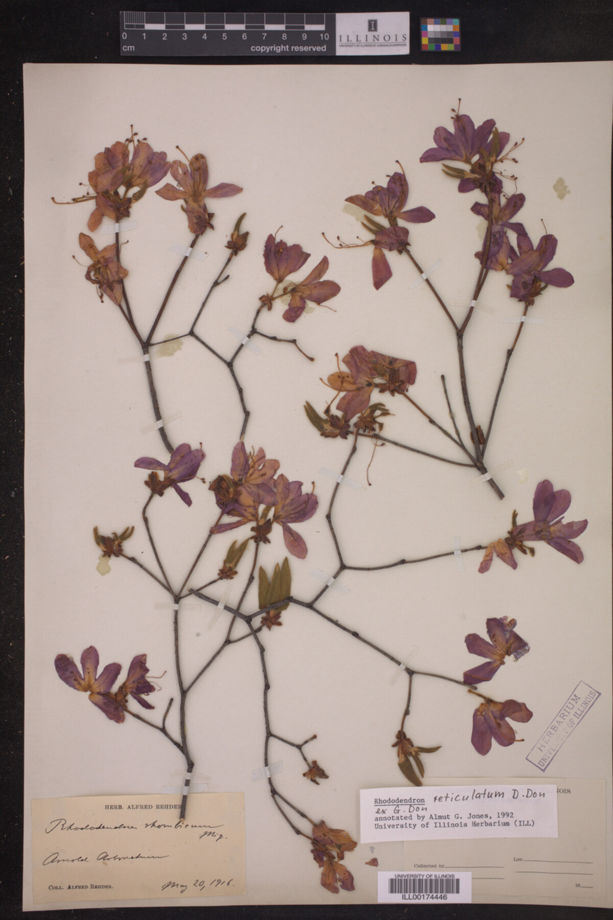 Rhododendron reticulatum image