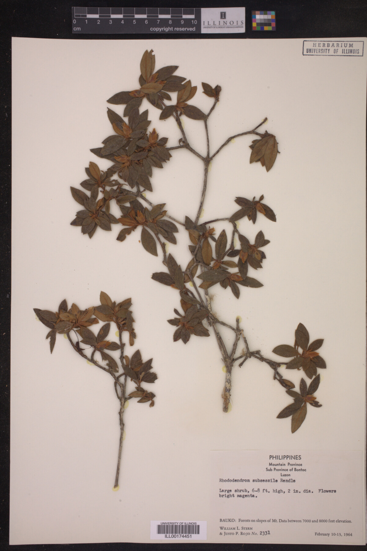 Rhododendron subsessile image