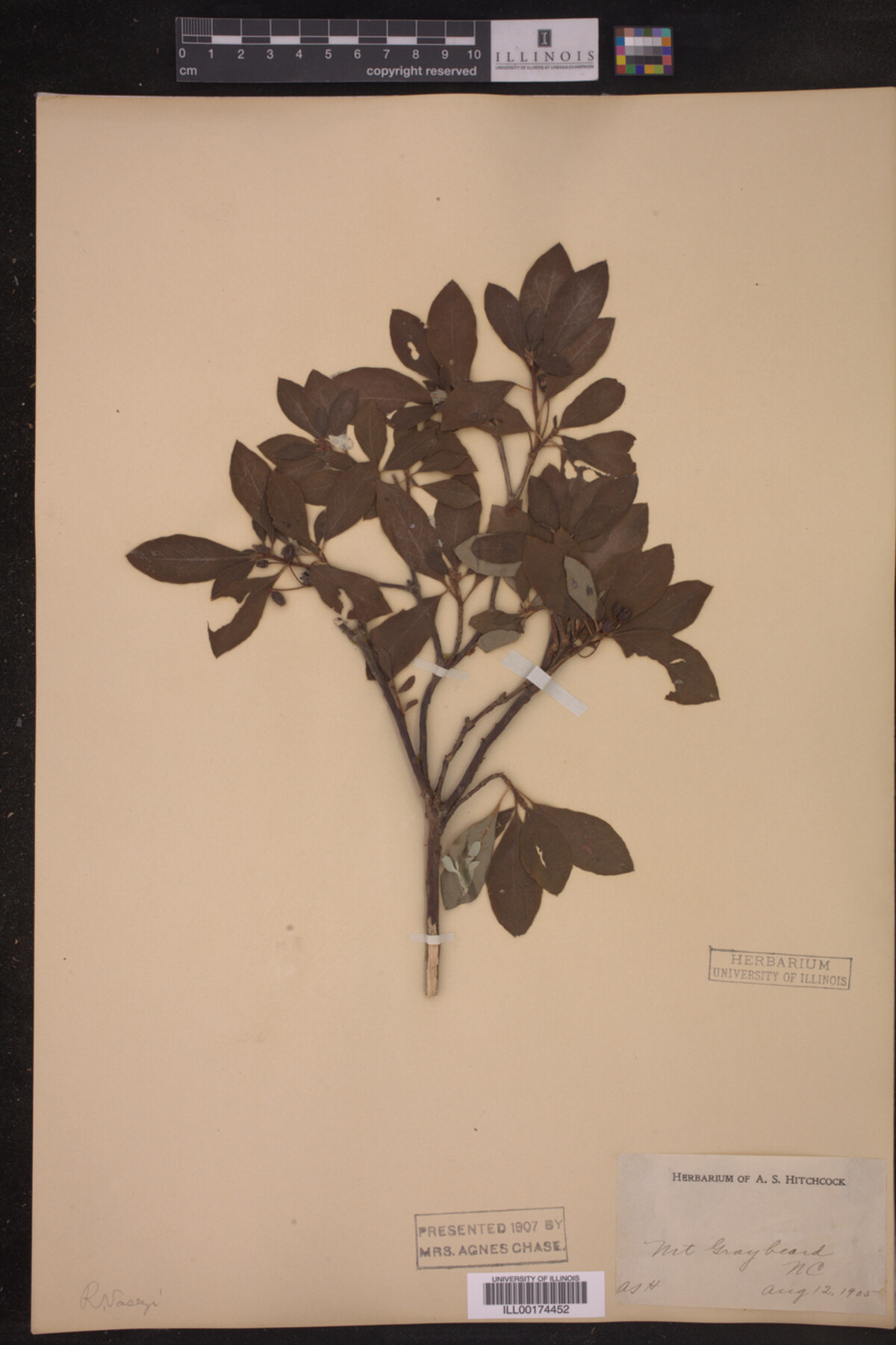 Rhododendron vaseyi image
