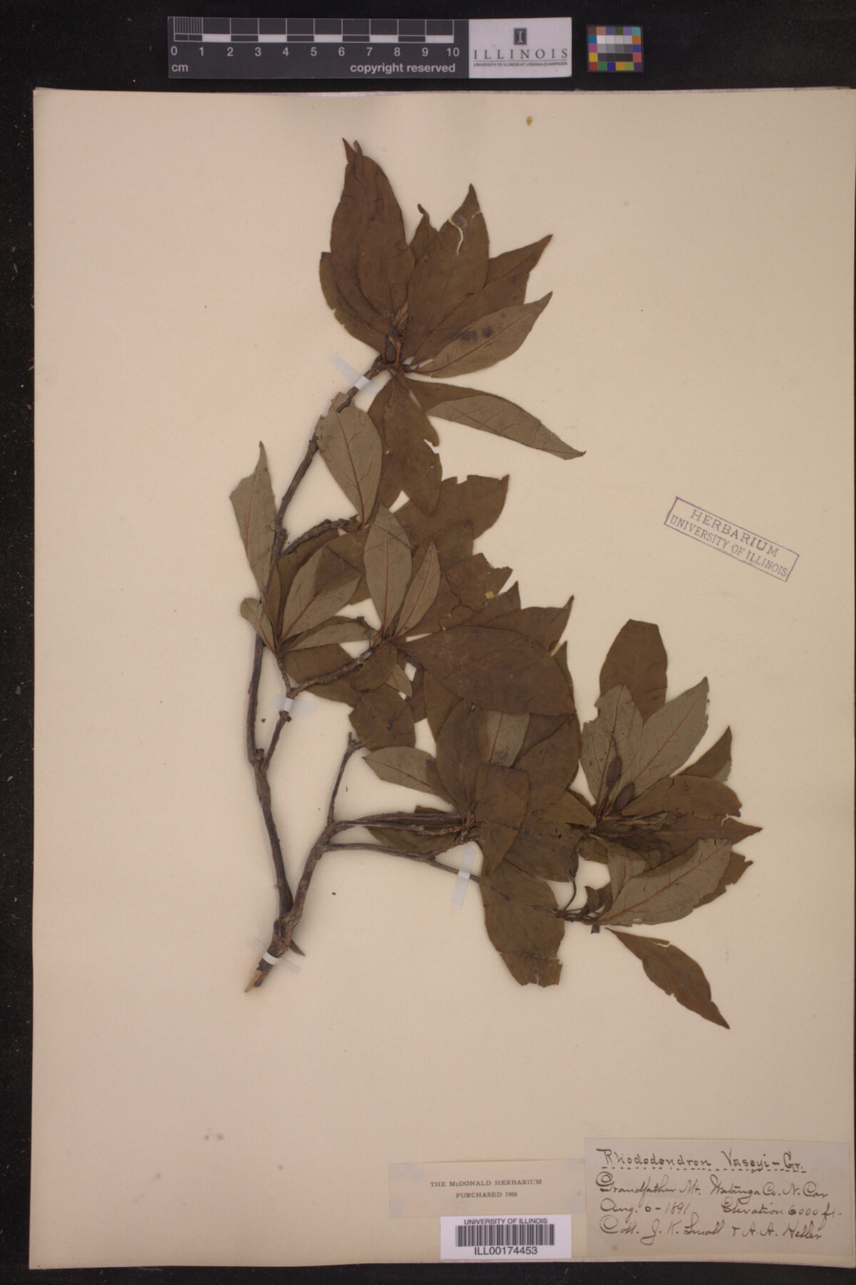 Rhododendron vaseyi image