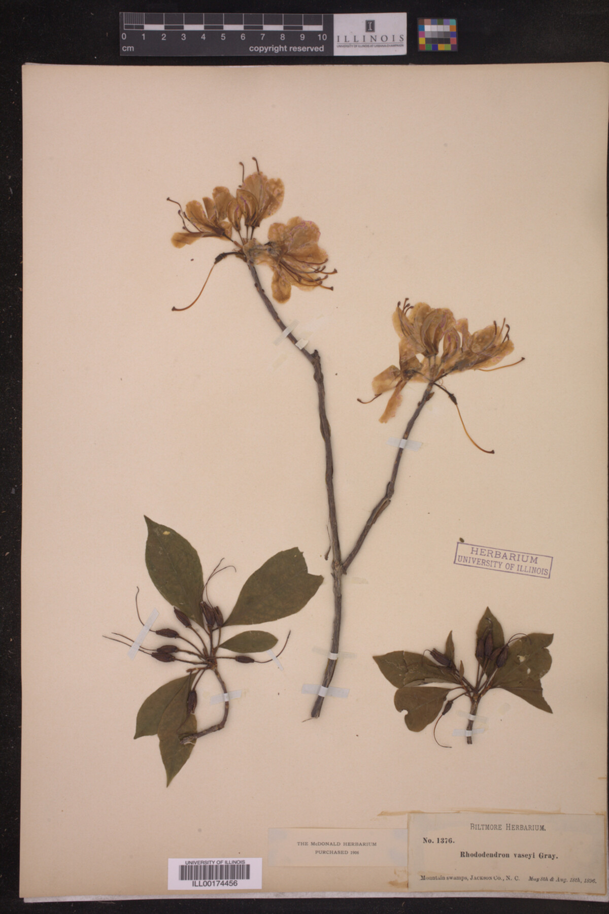 Rhododendron vaseyi image