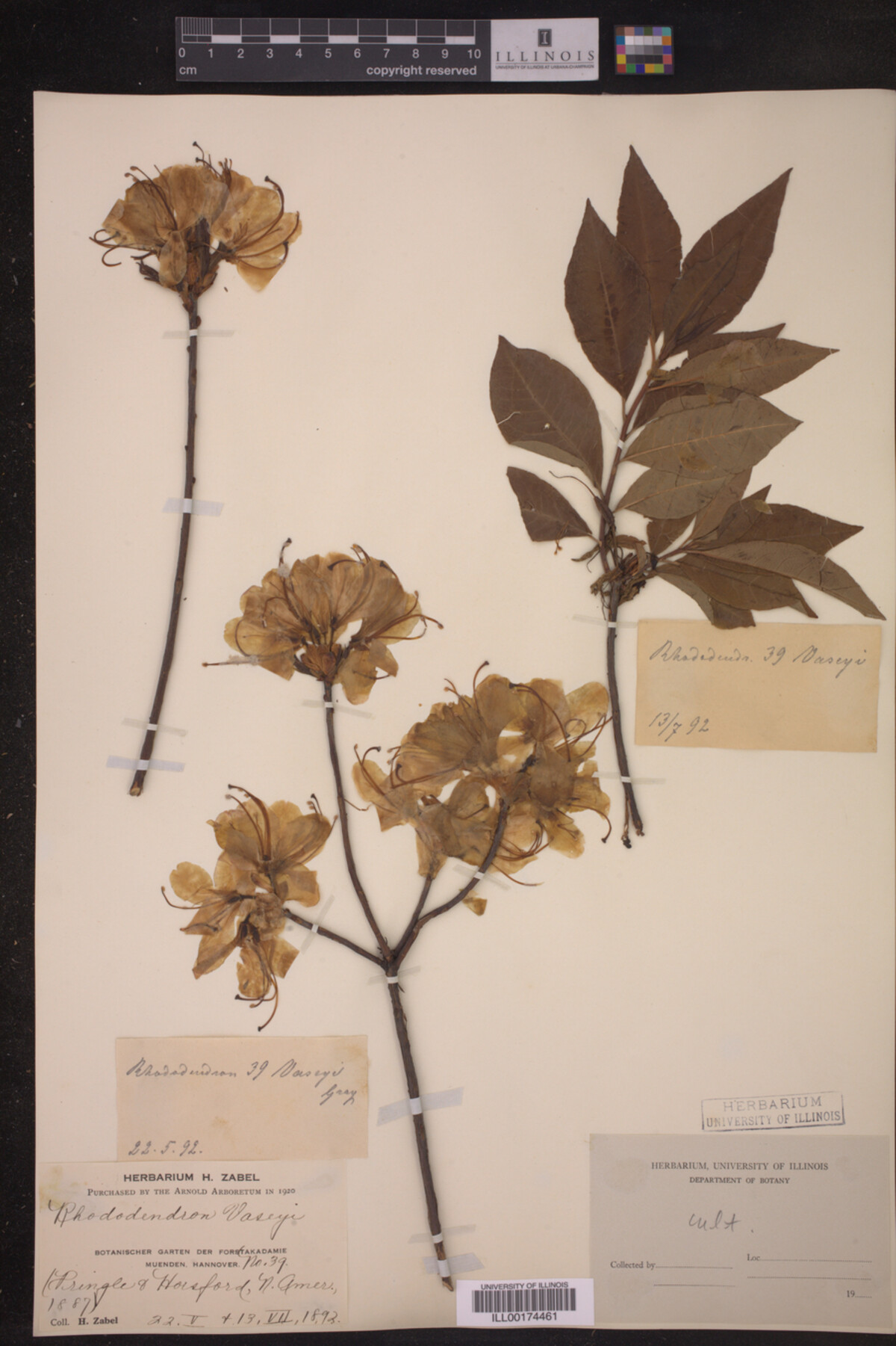 Rhododendron vaseyi image