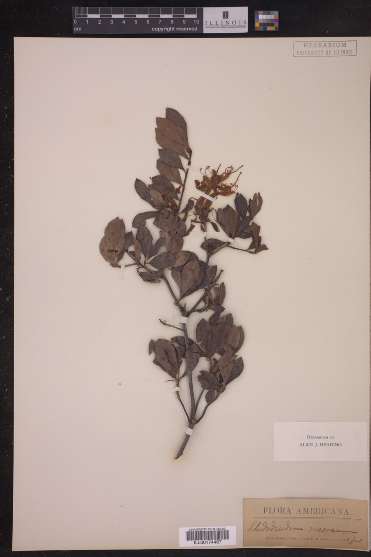 Rhododendron viscosum image