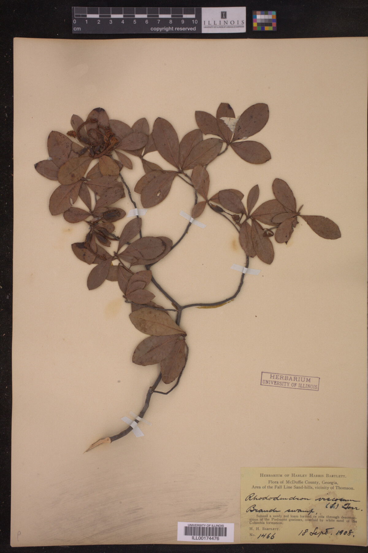 Rhododendron viscosum image