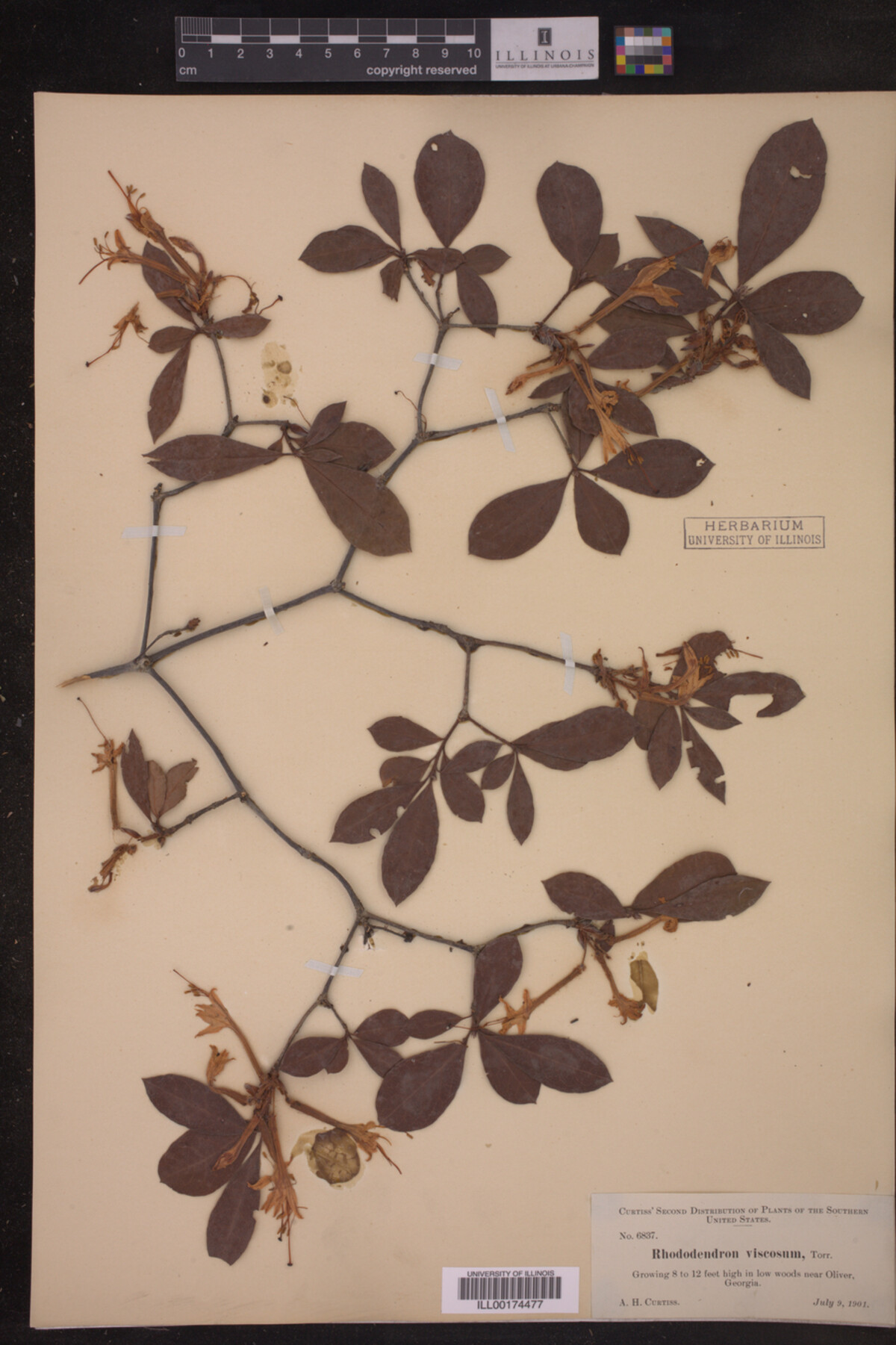 Rhododendron viscosum image