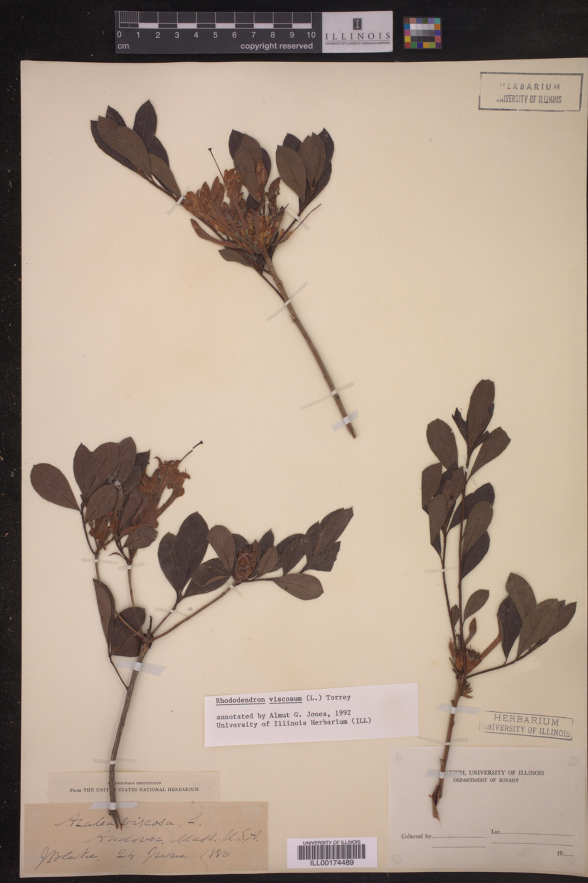 Rhododendron viscosum image