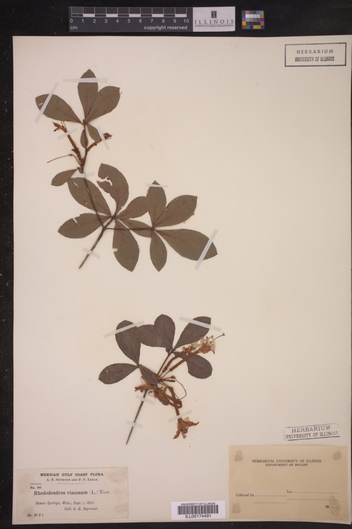 Rhododendron viscosum image