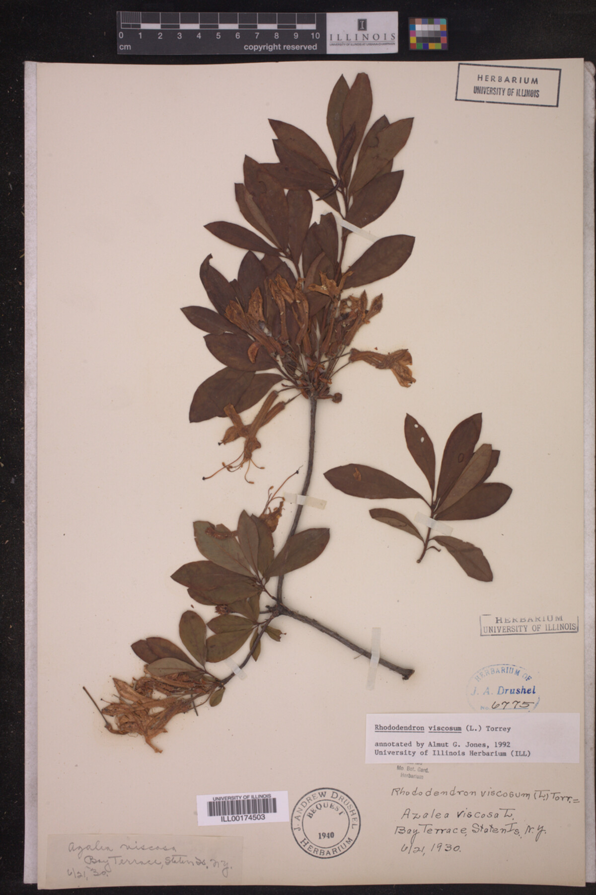 Rhododendron image