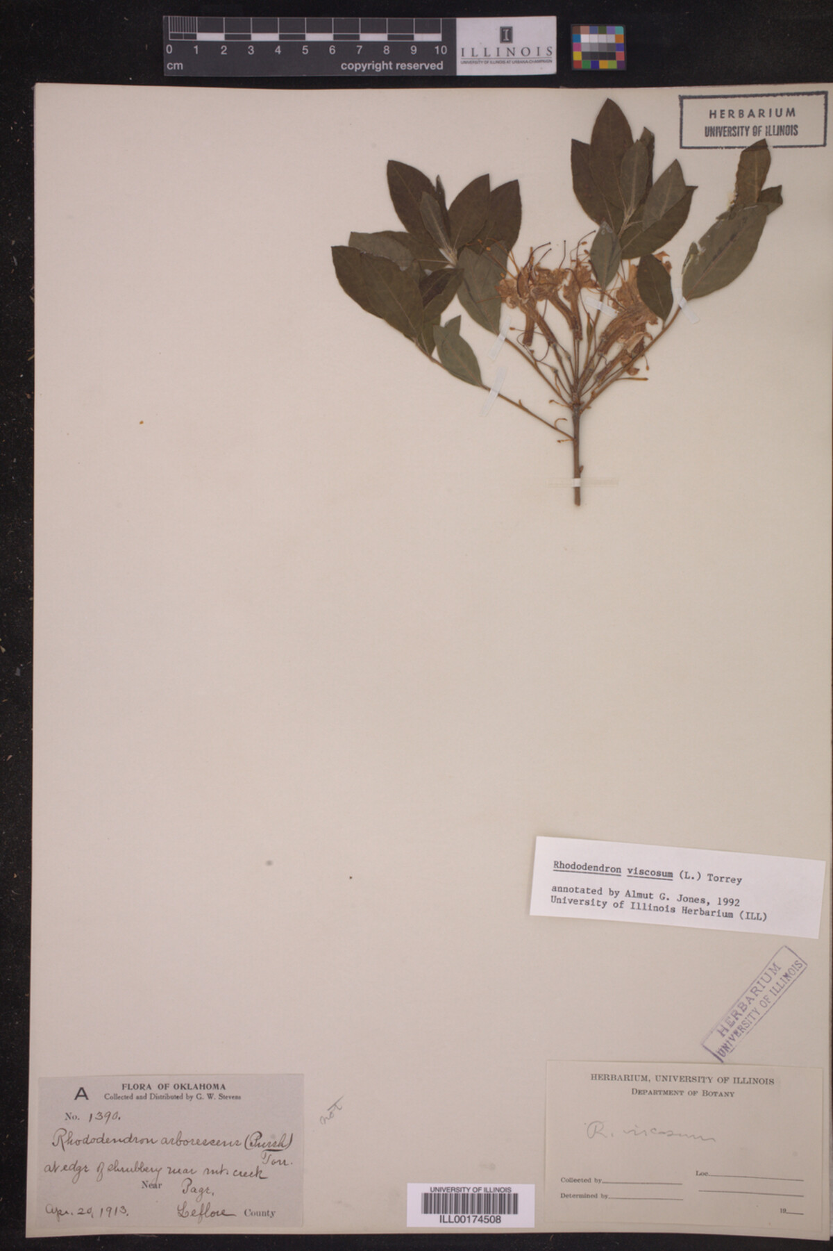Rhododendron viscosum image