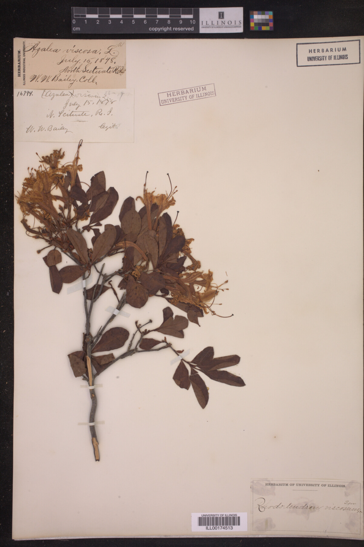 Rhododendron viscosum image