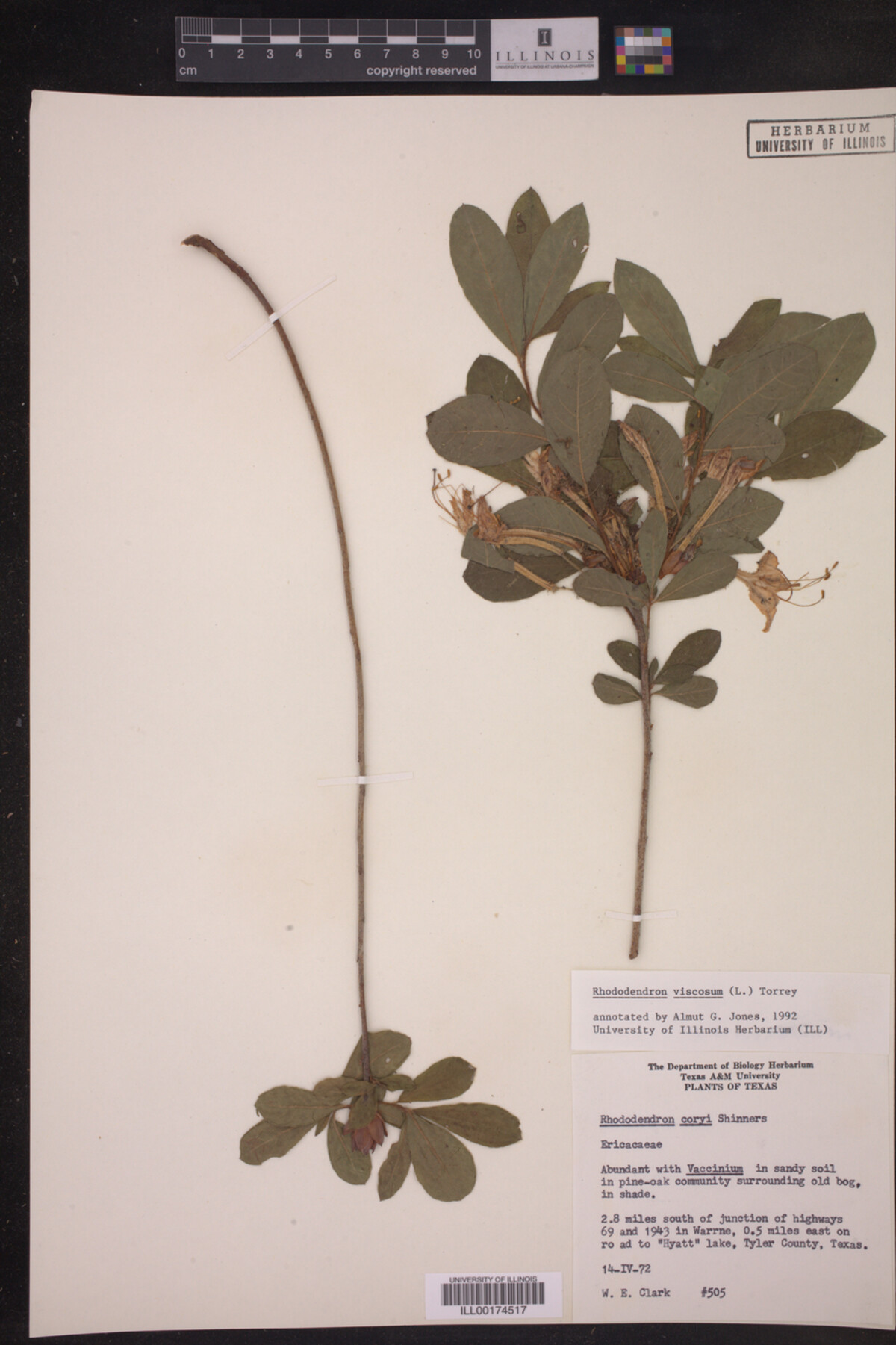 Rhododendron viscosum image