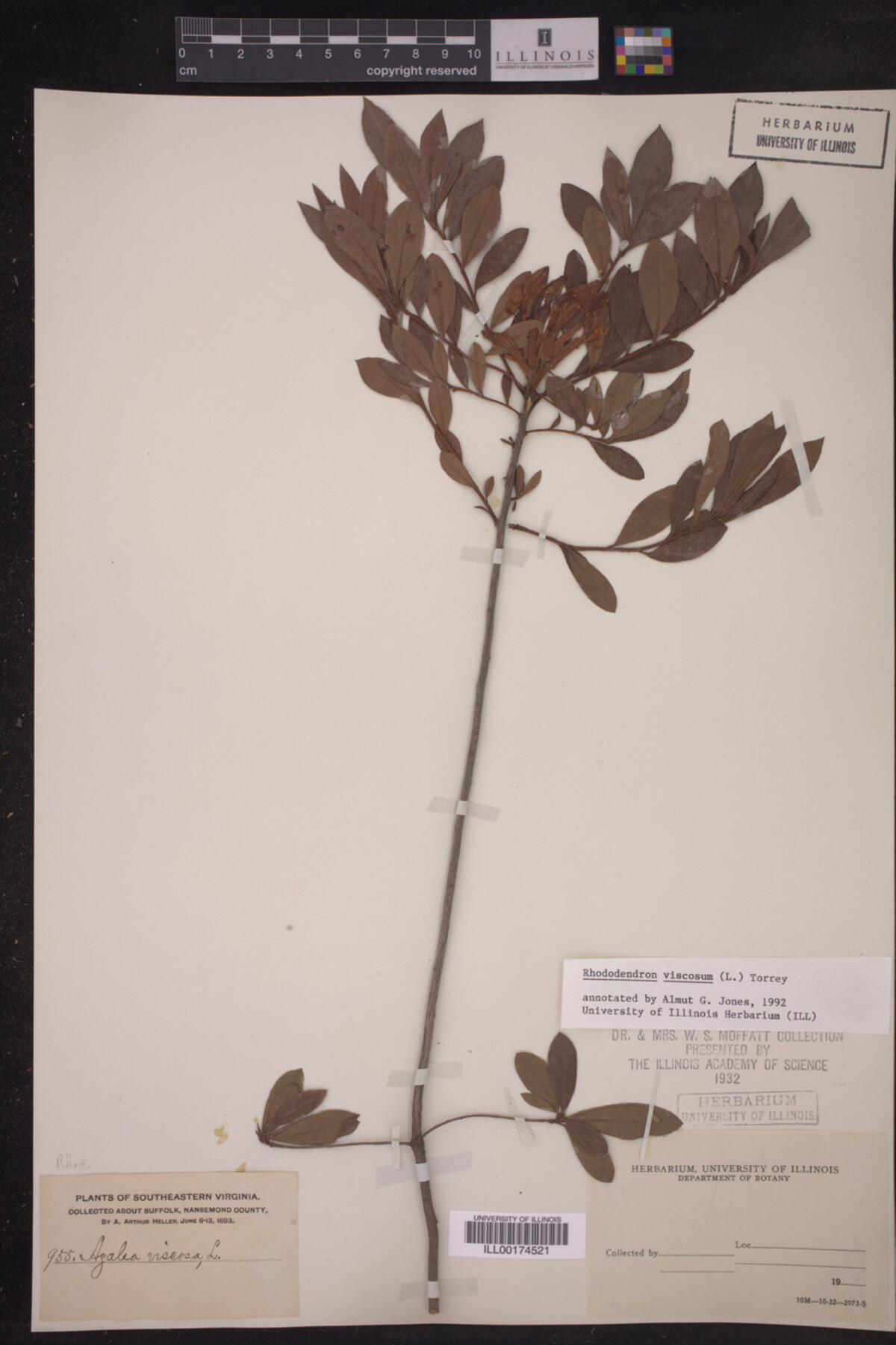 Rhododendron viscosum image