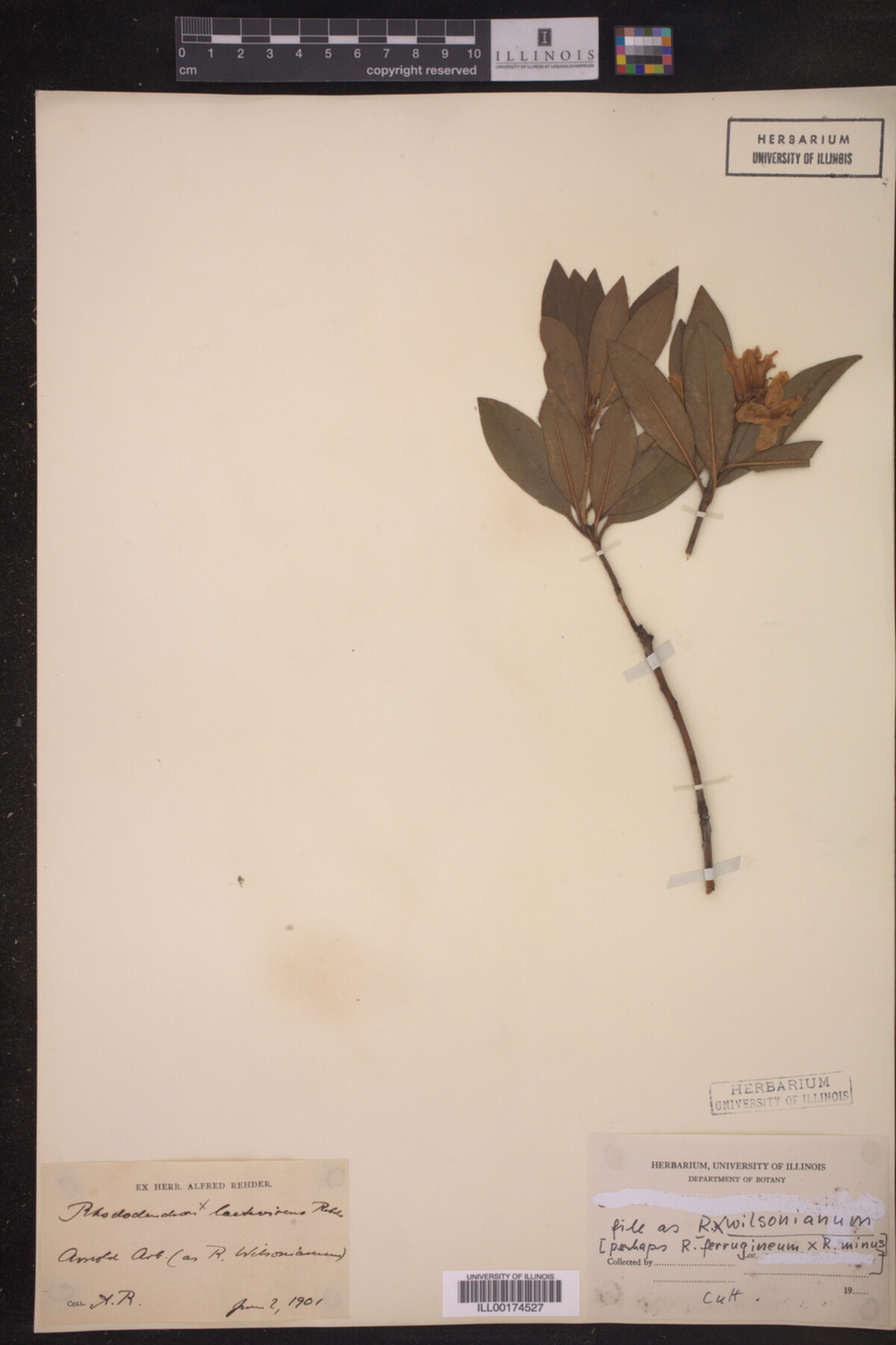 Rhododendron williamsianum image