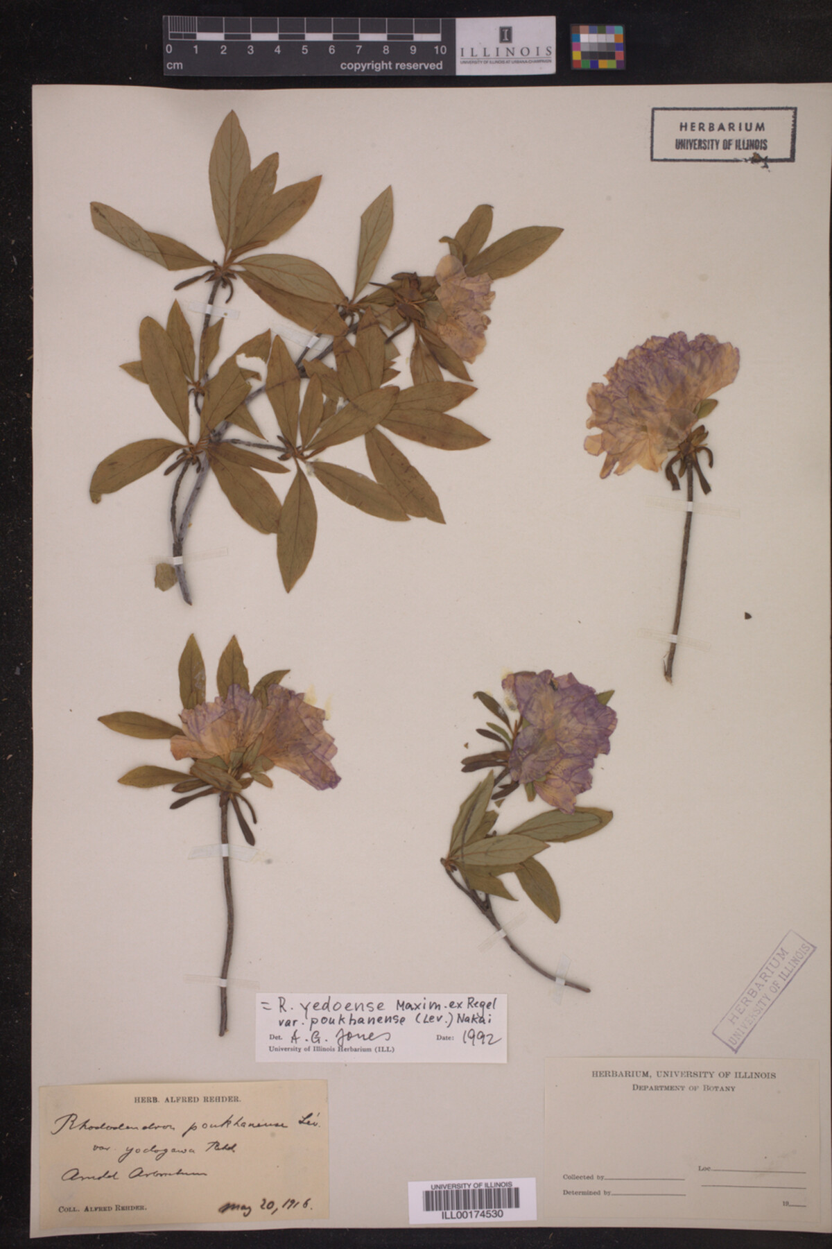 Rhododendron yedoense var. poukhanense image