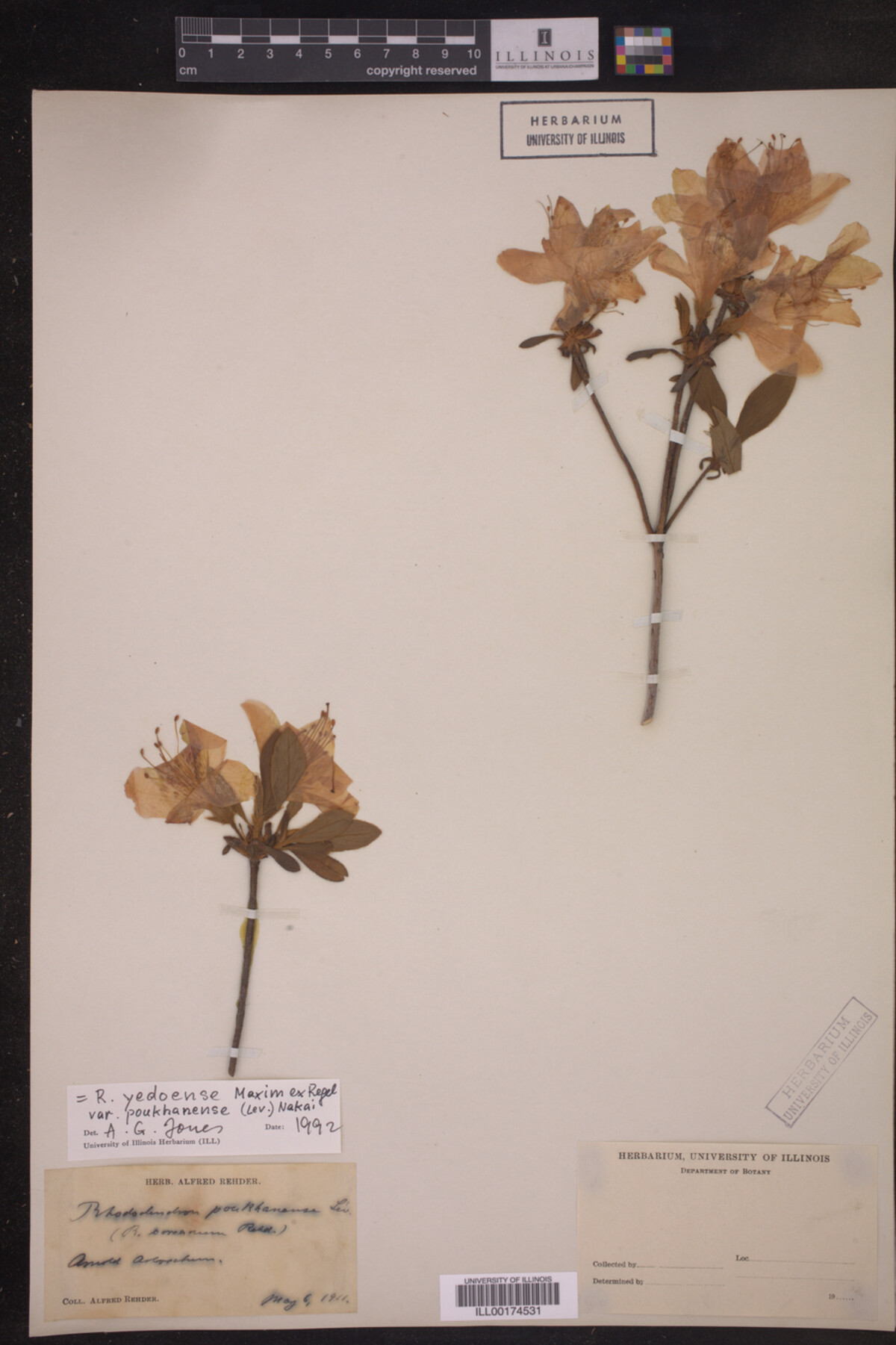 Rhododendron yedoense var. poukhanense image