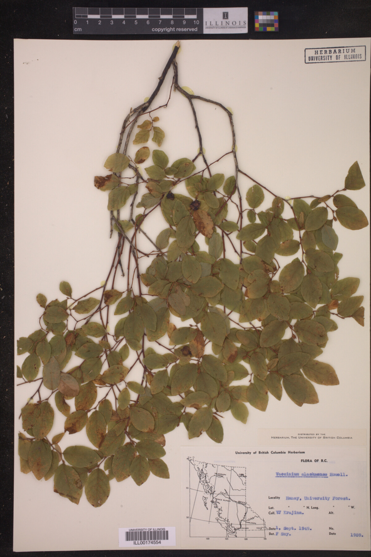 Vaccinium alaskaense image