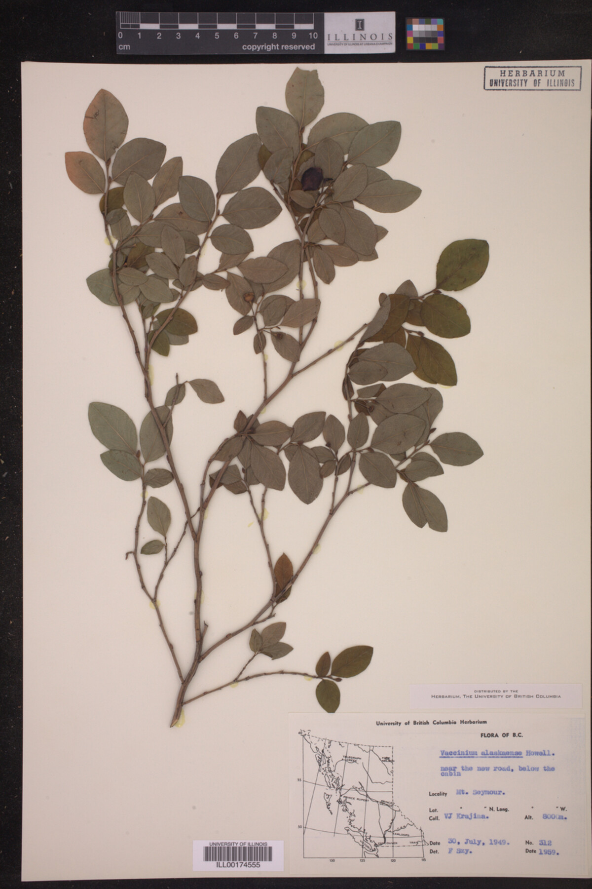 Vaccinium alaskaense image