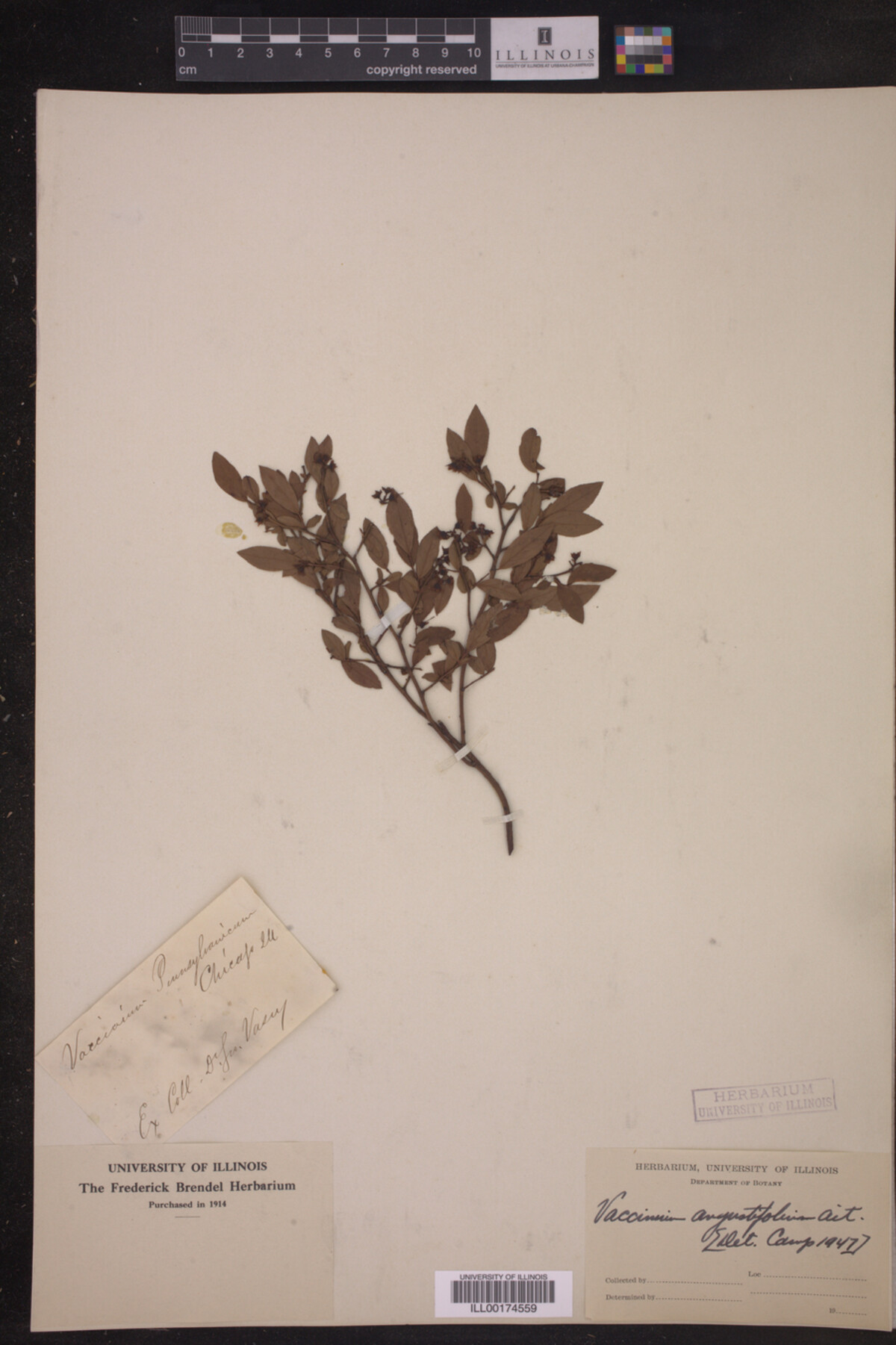 Vaccinium angustifolium image