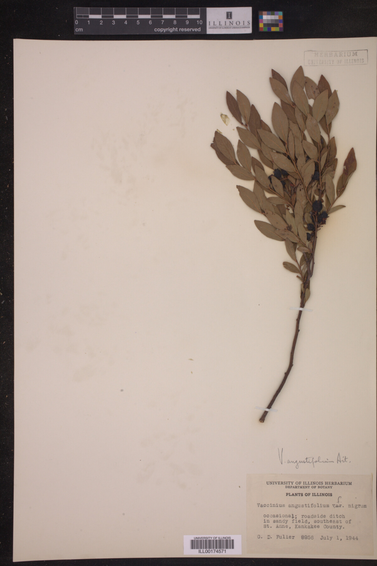 Vaccinium angustifolium f. nigrum image