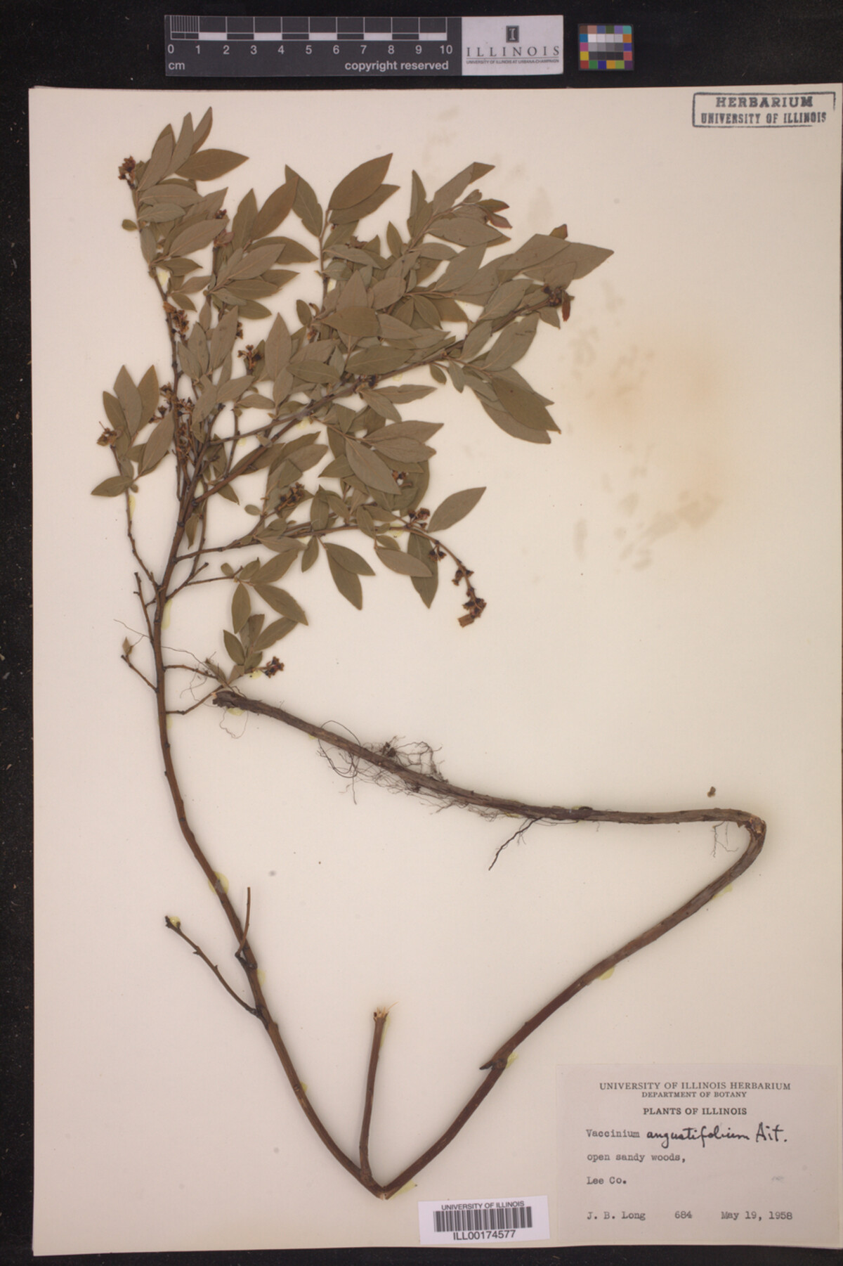 Vaccinium angustifolium image