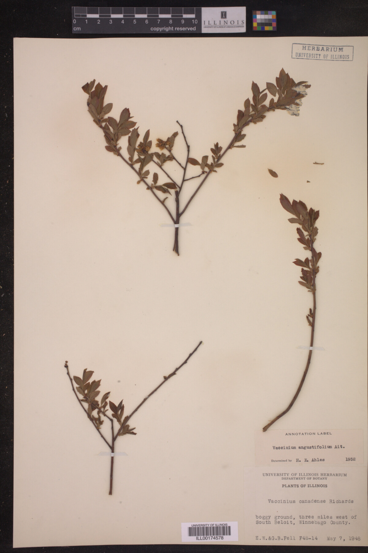 Vaccinium angustifolium image