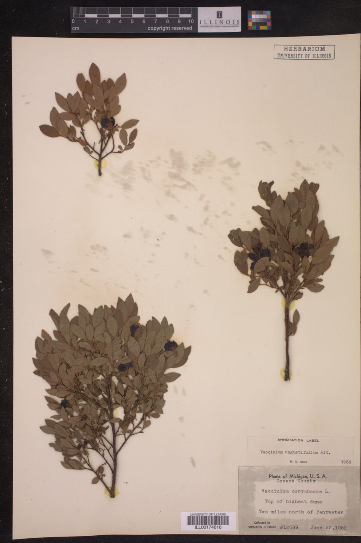 Vaccinium angustifolium image