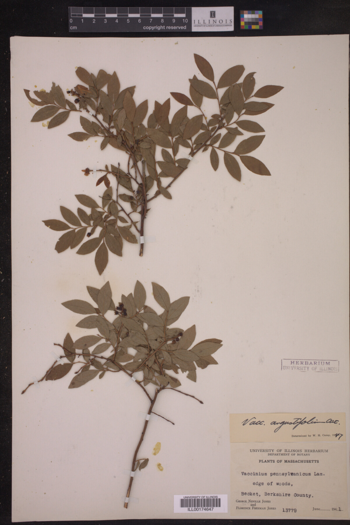 Vaccinium angustifolium image