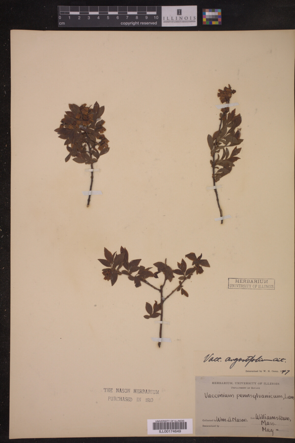 Vaccinium angustifolium image