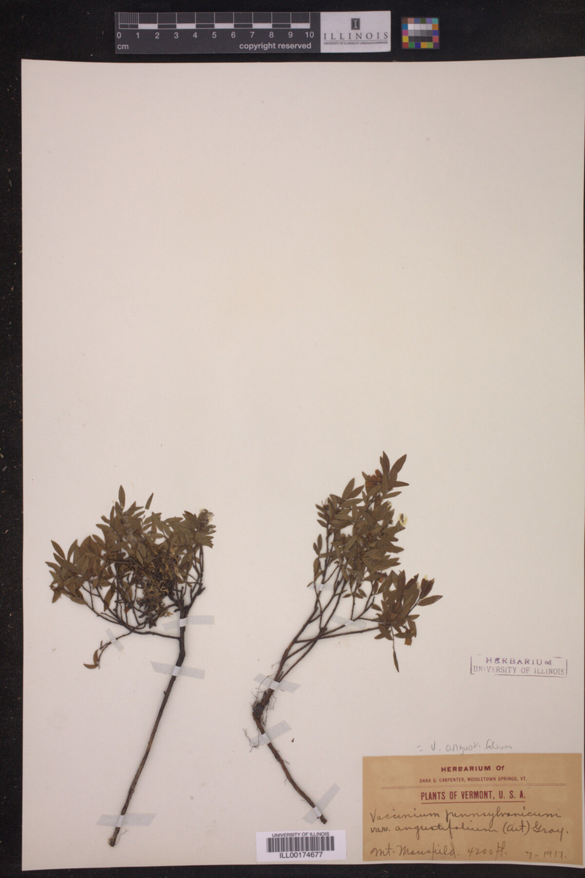 Vaccinium angustifolium image