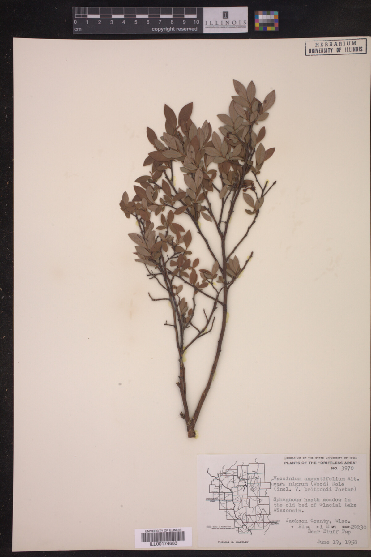 Vaccinium angustifolium f. nigrum image