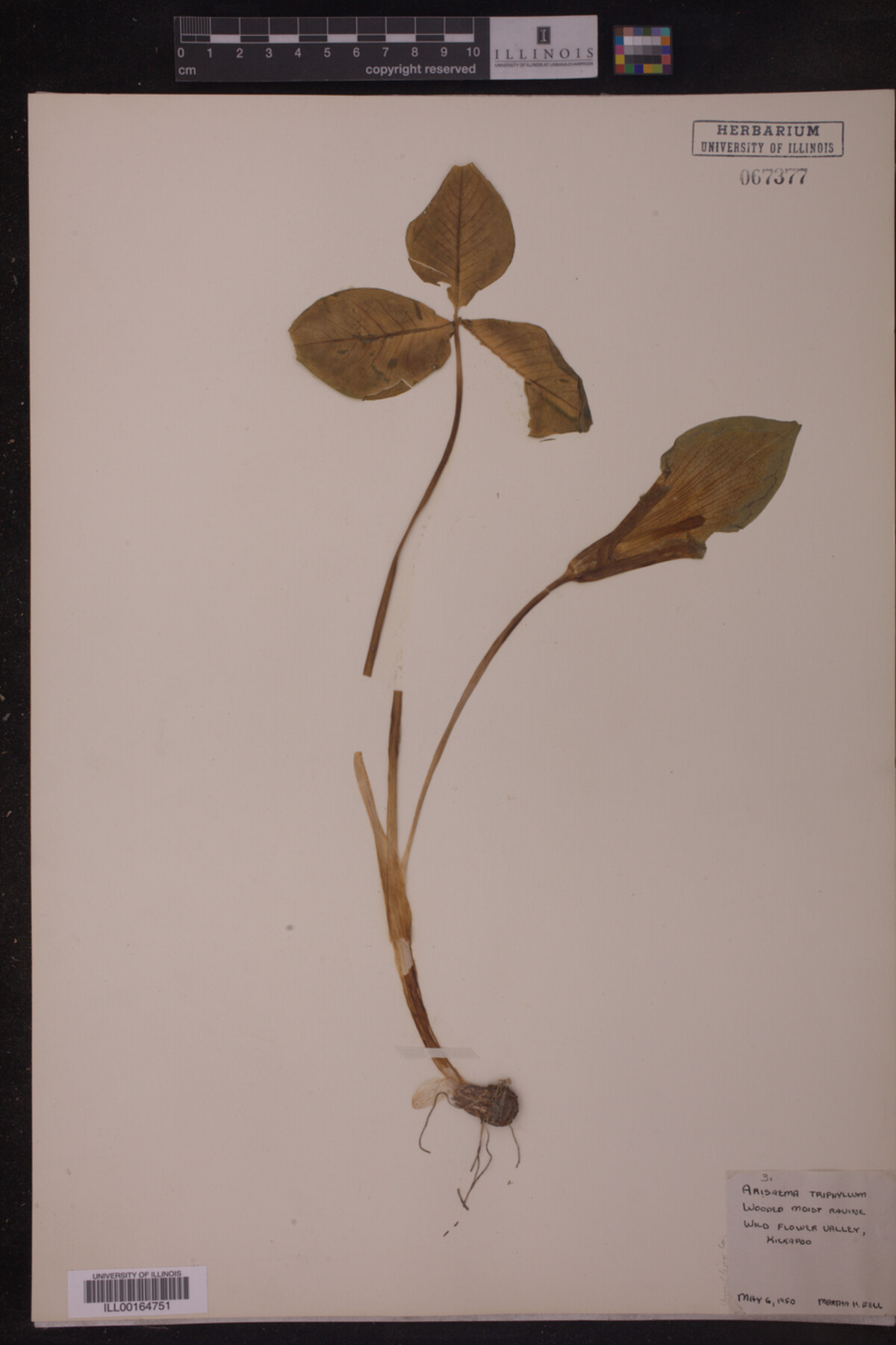 Araceae image