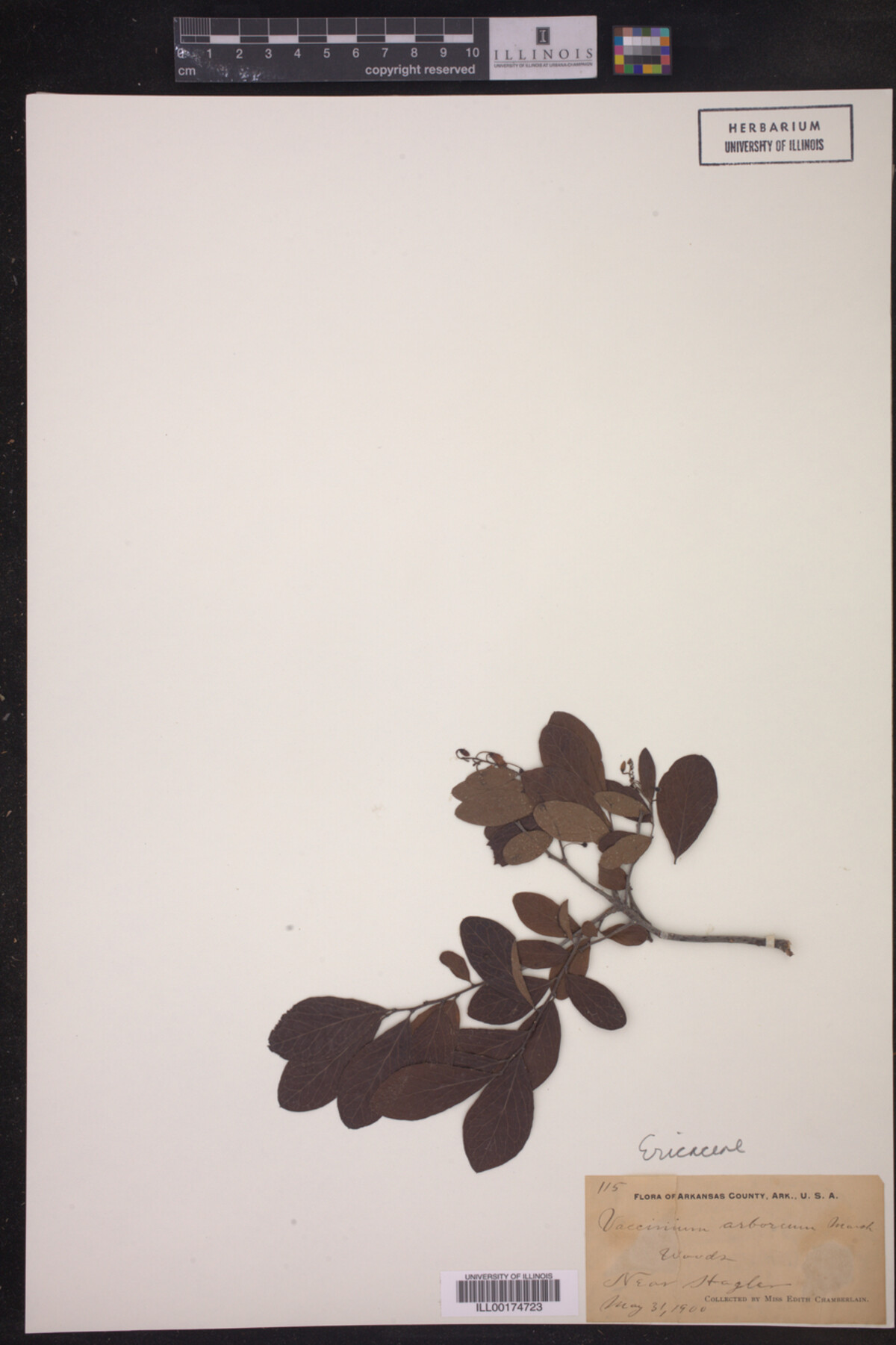 Vaccinium arboreum image