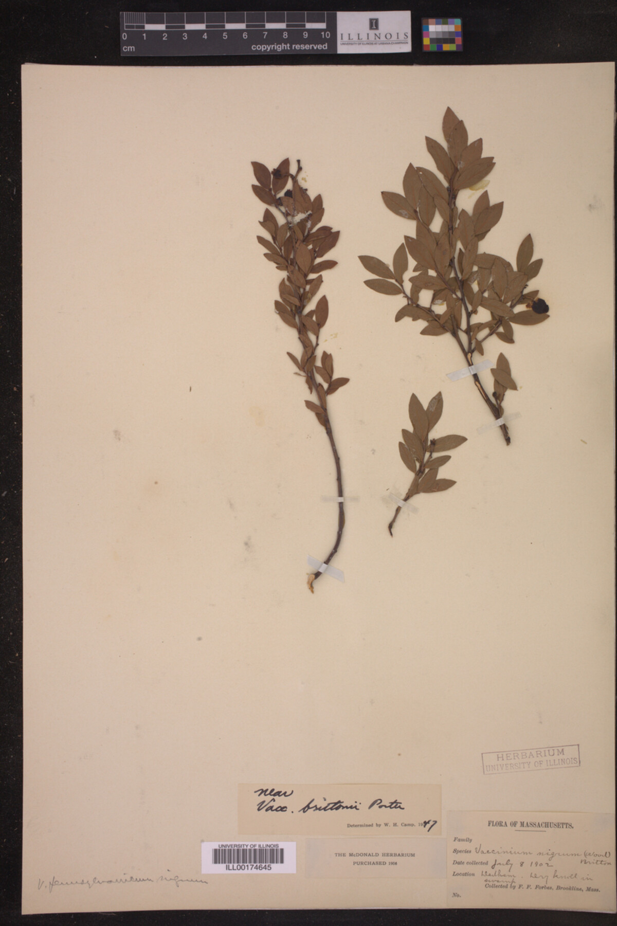 Vaccinium brittonii image