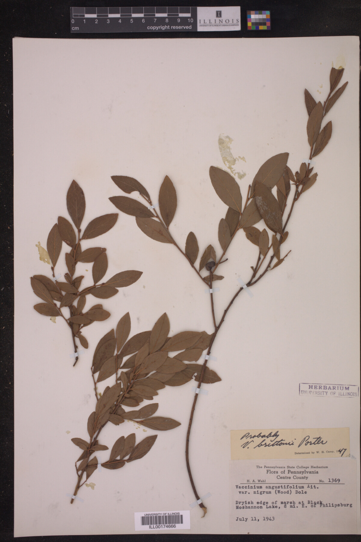 Vaccinium brittonii image