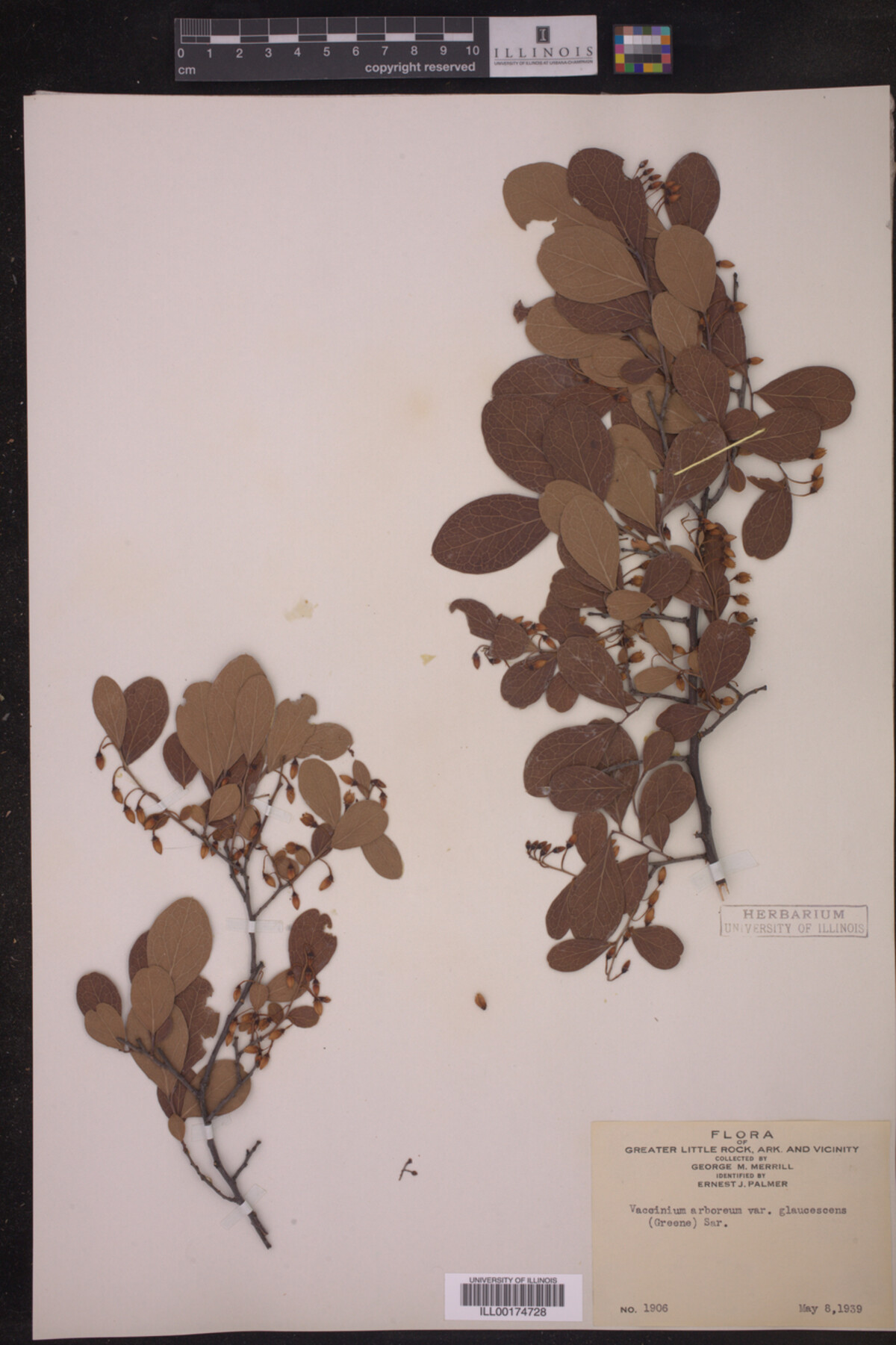 Vaccinium image