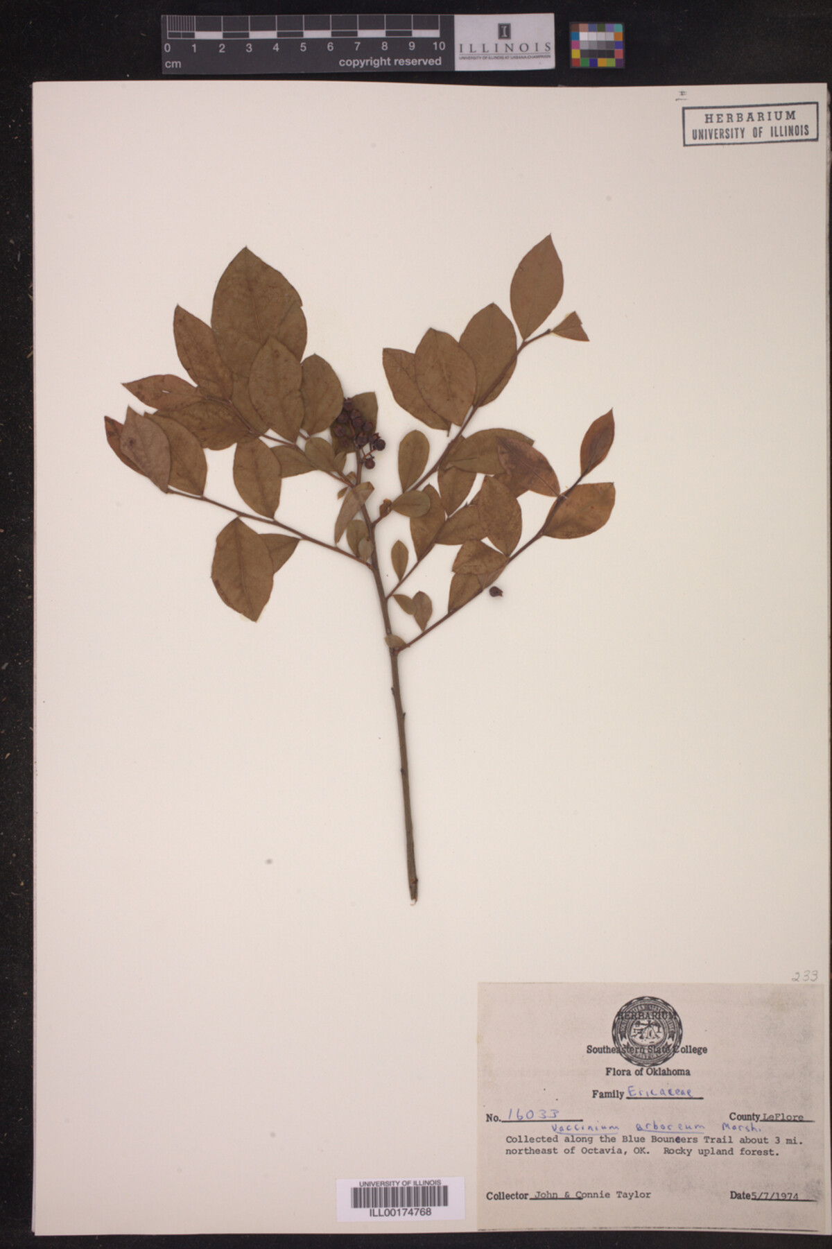 Vaccinium arboreum image
