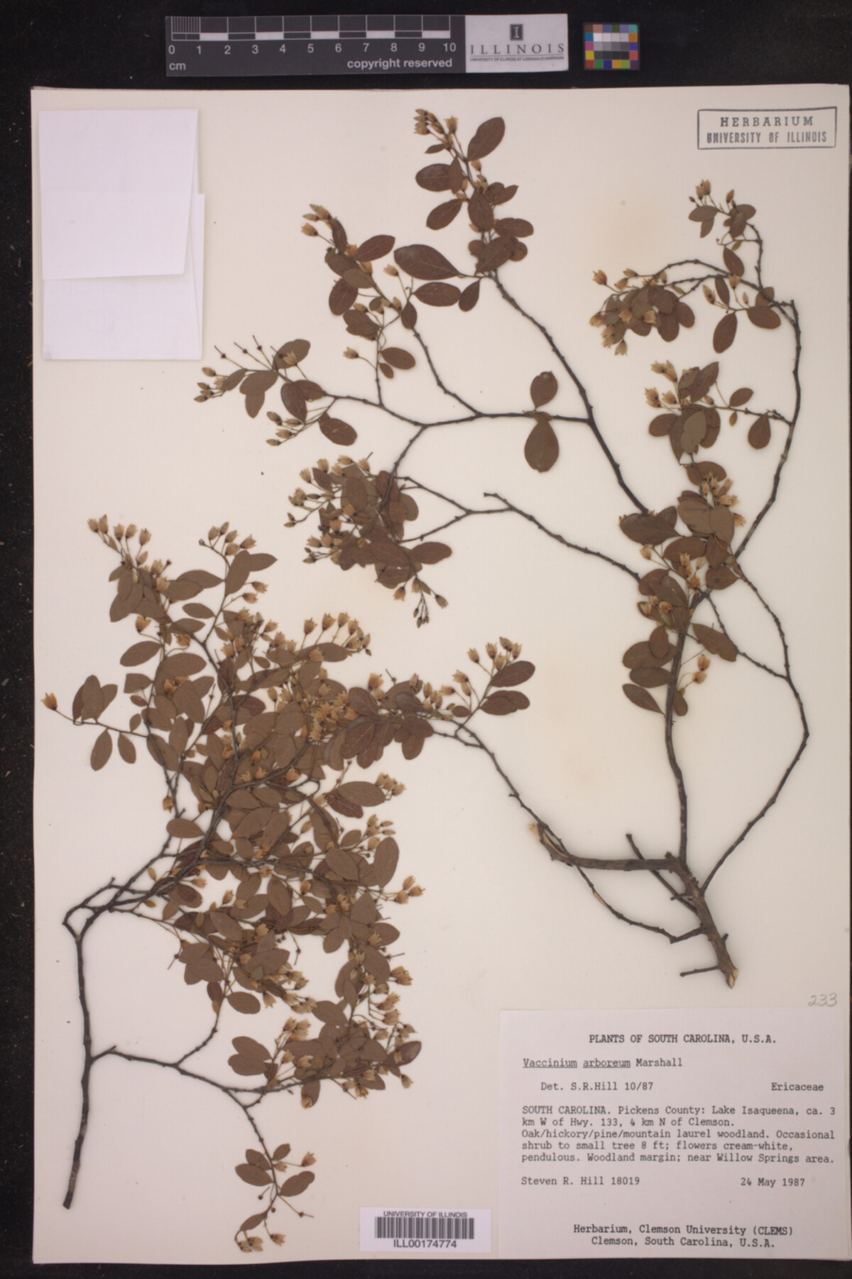 Vaccinium arboreum image