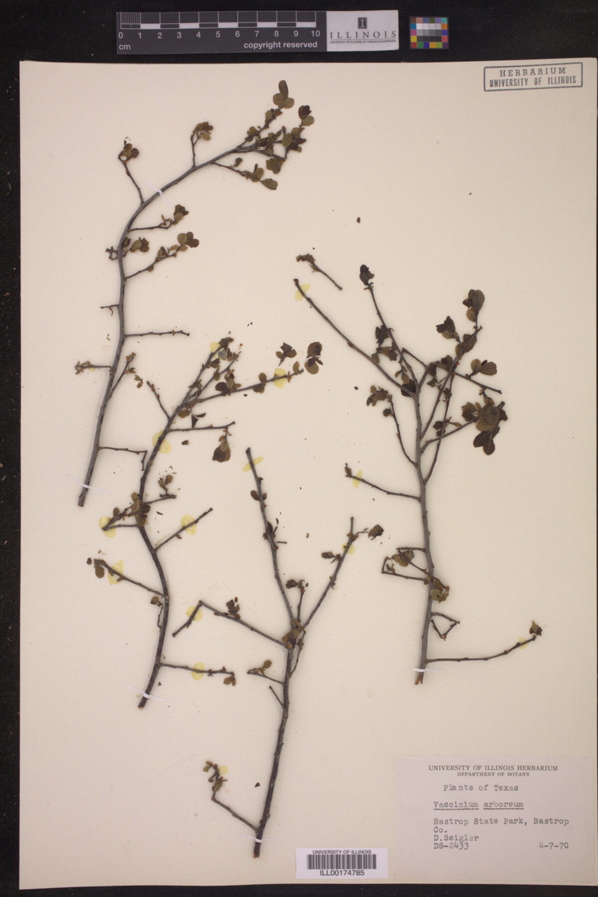 Vaccinium arboreum image