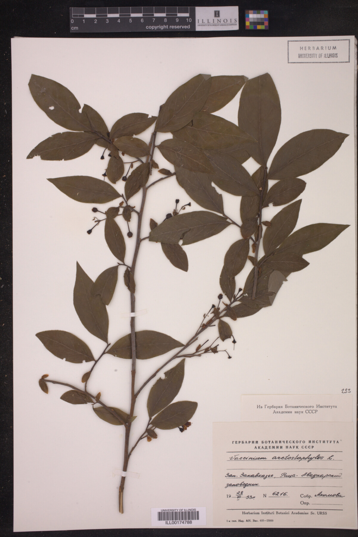 Vaccinium arctostaphylos image